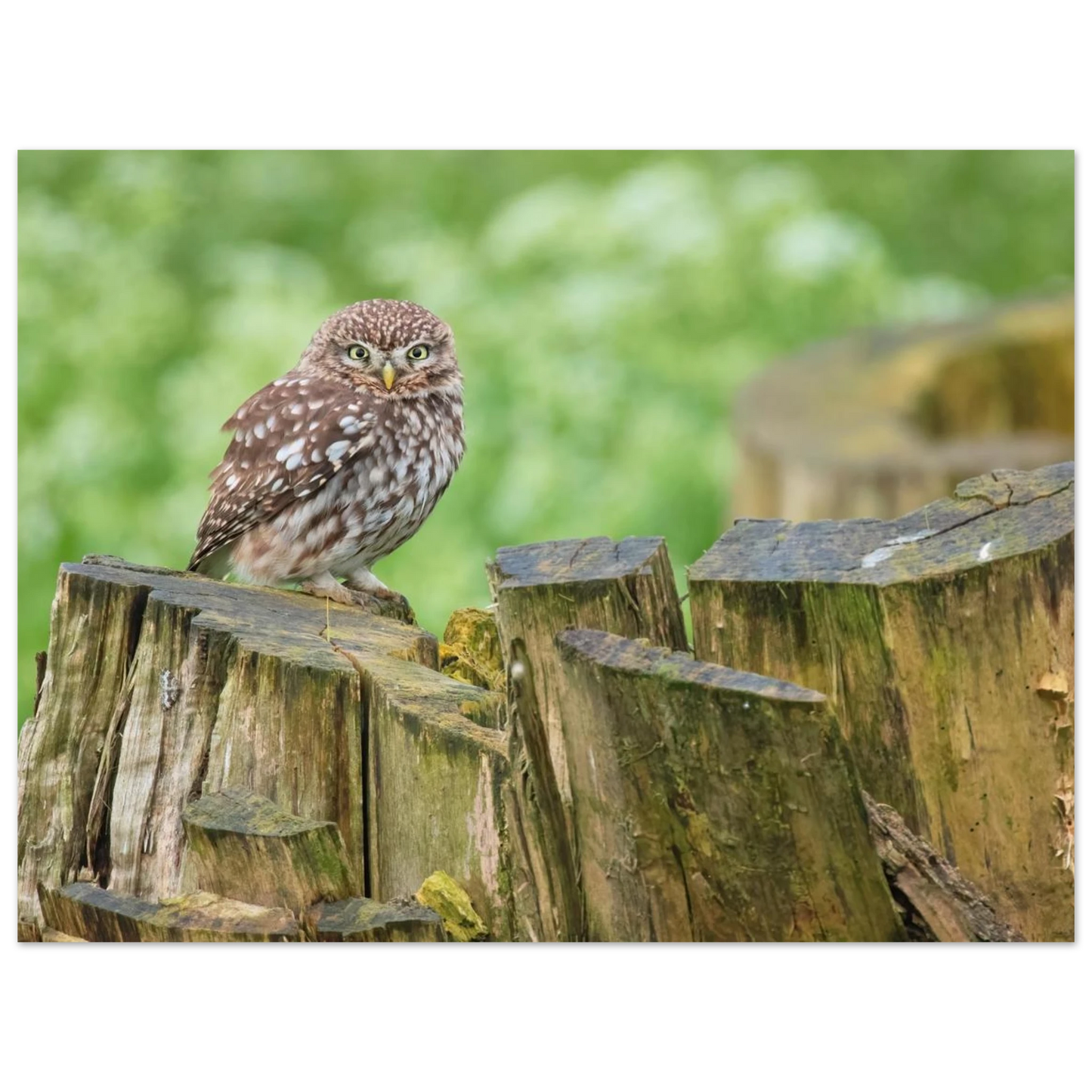 Wandbild mystische kleine eule faszinierendes kunstwerk fuer natur und tierliebhaber in vielen groessen
