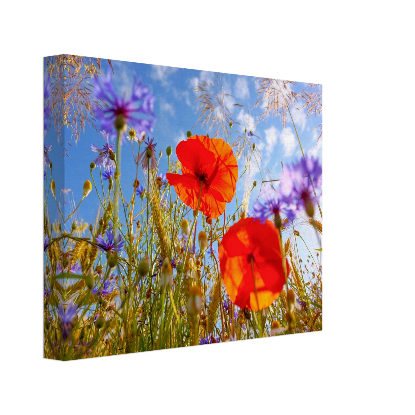 Wandbild lebendige wildblumenwiese mohnblumen kornblumen unter blauem himmel