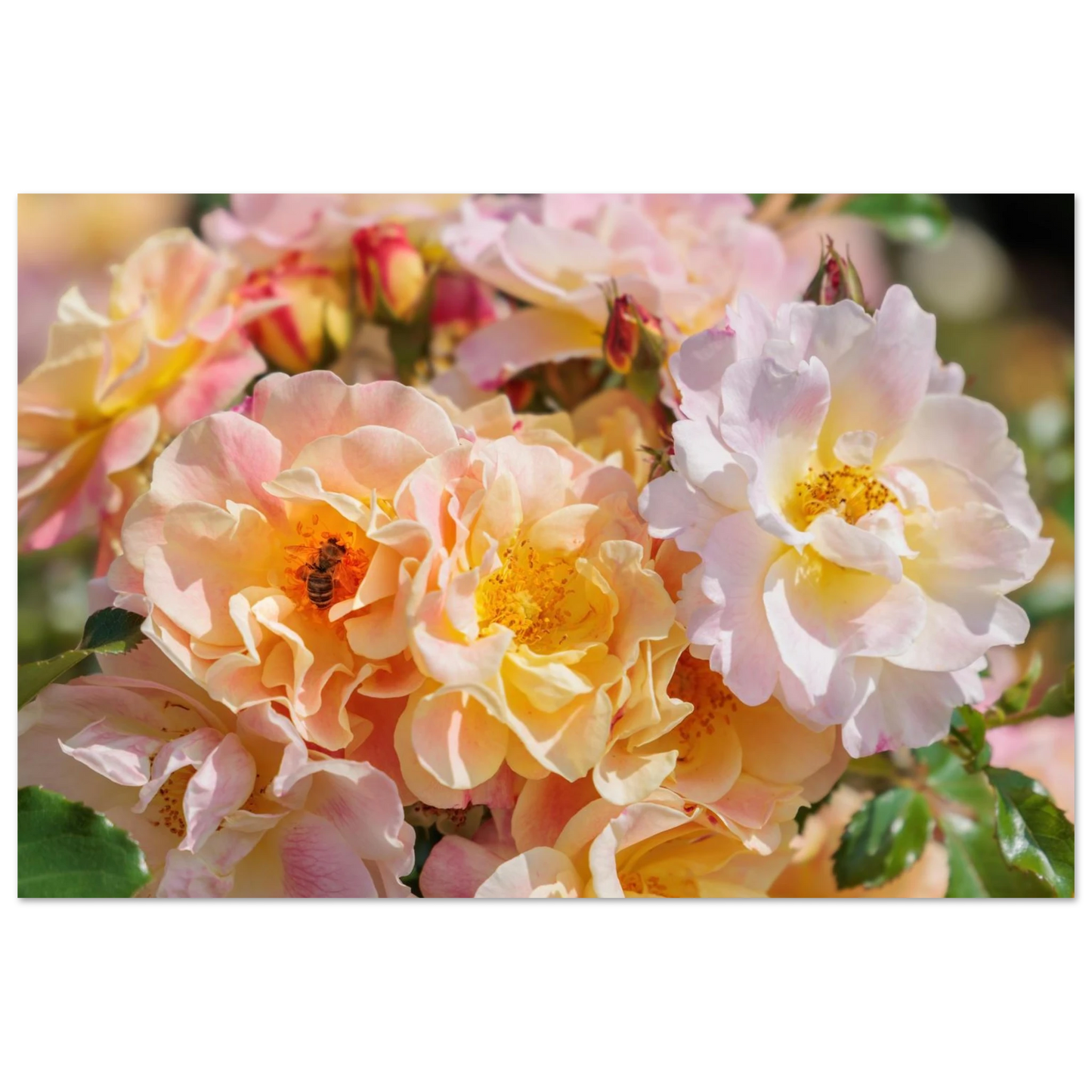 Wandbild bluehende gartenrosen eine honigbienen ode in pastell perfektion in vielen groessen verfuegbar