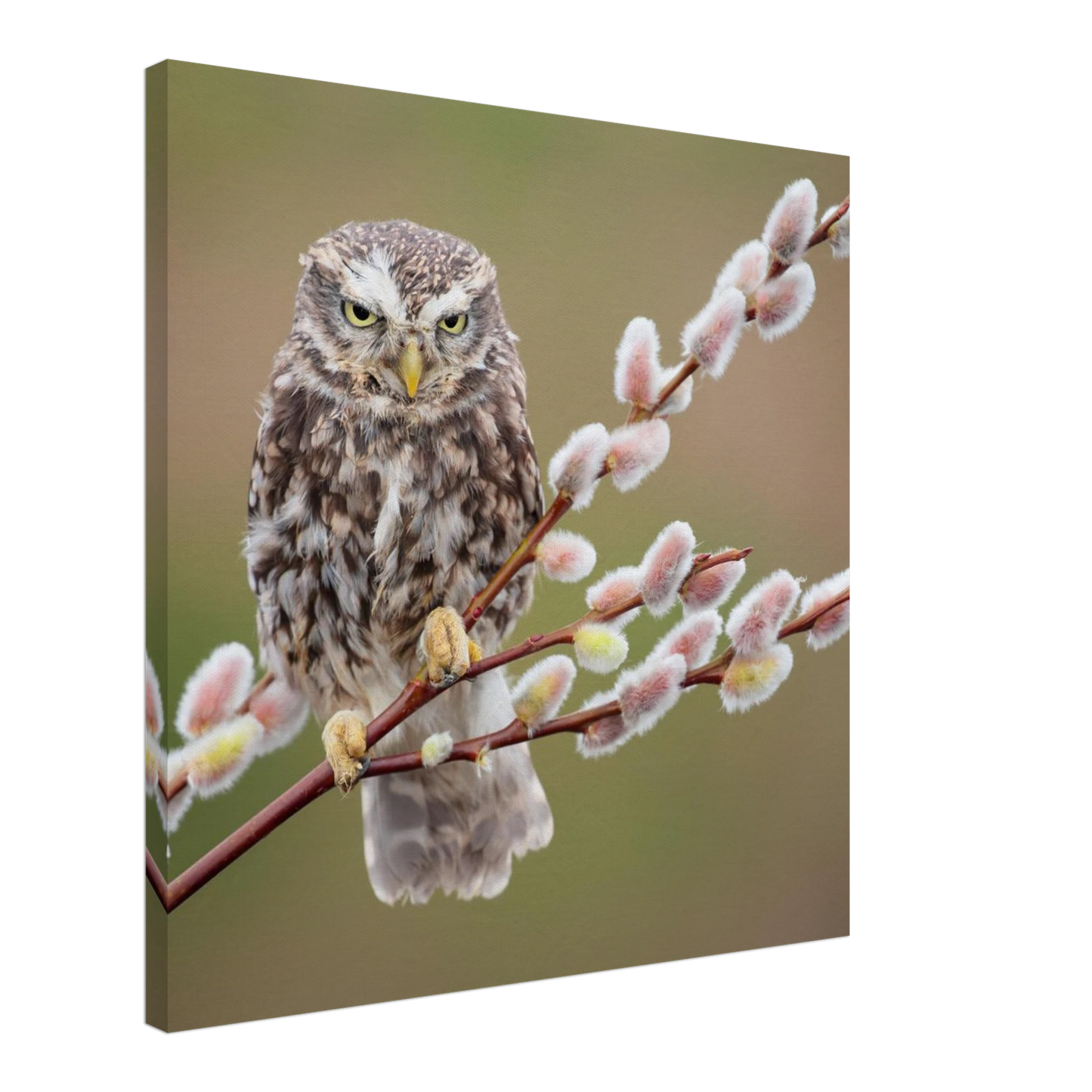 Wandbild der weise waechter ein kaeuzchen auf weidenkaetzchen im fruehlingslicht