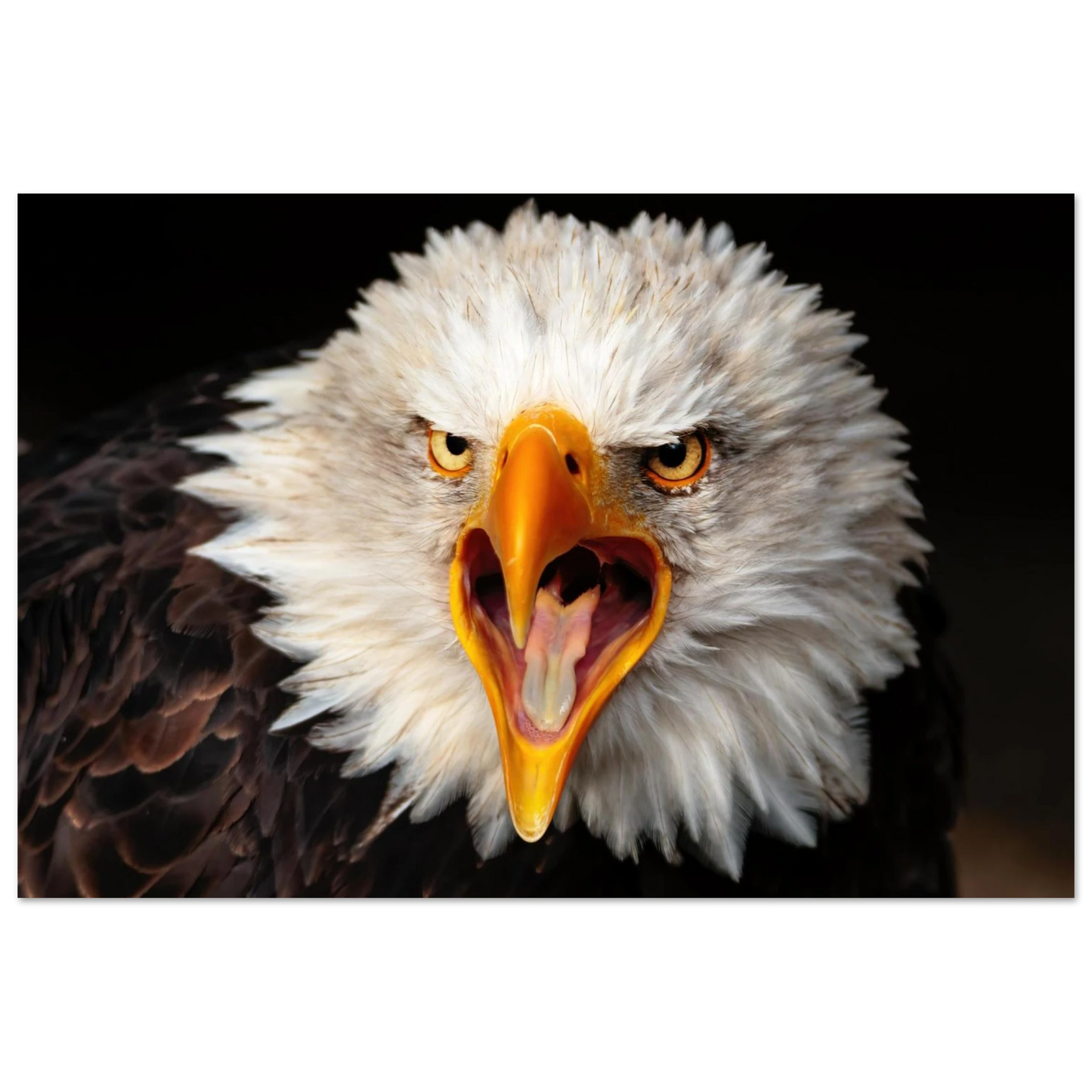 Wandbild majestaetischer schreihals adlerkopf im detail