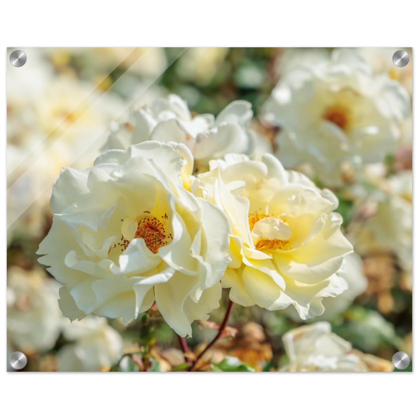 Wandbild creme weisse rosen zeitlose blumen eleganz fuer ihre wand in vielen groessen verfuegbar
