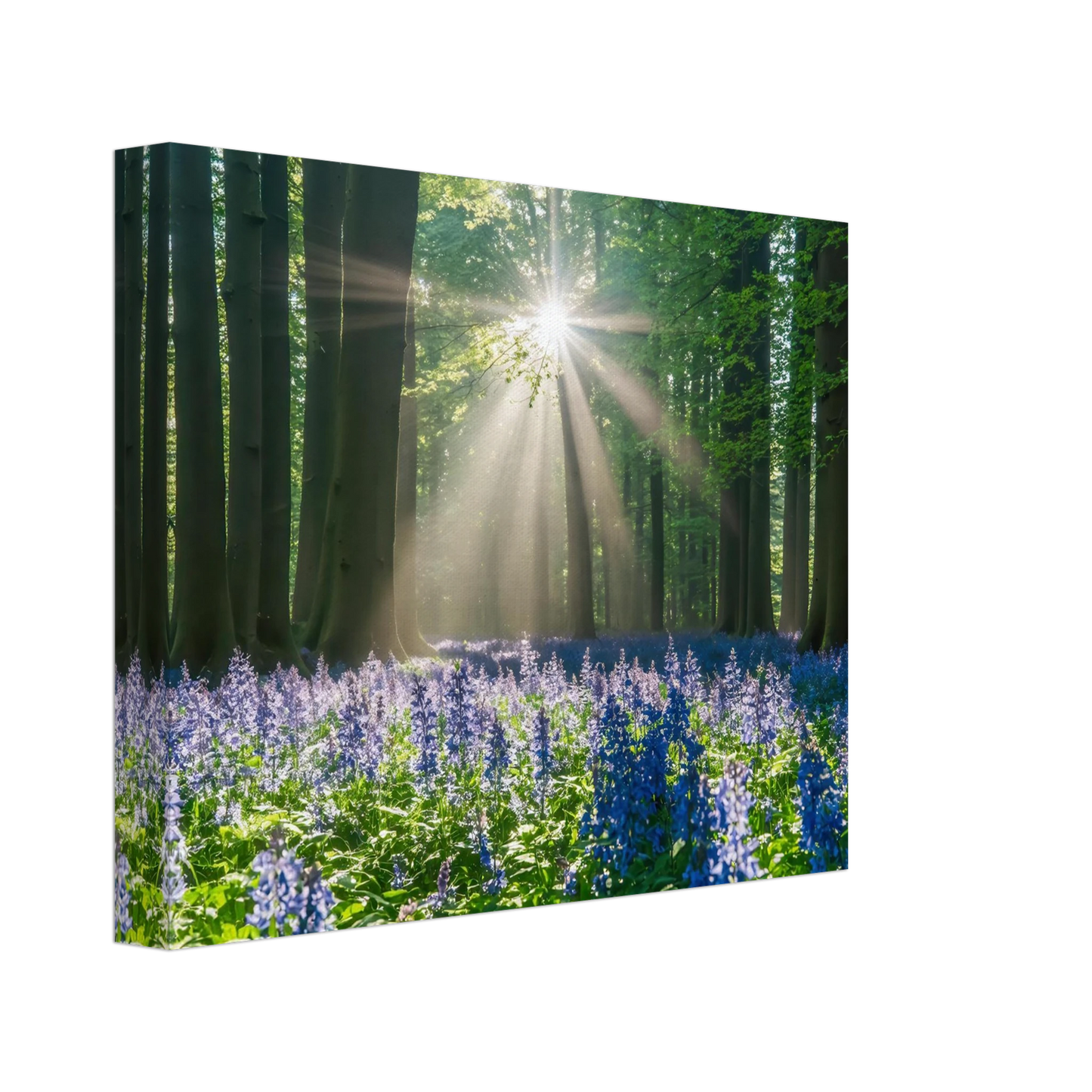 Wandbild bezaubernder wald mit sonnenstrahlen und lila bluetenmeer dein stueck natur