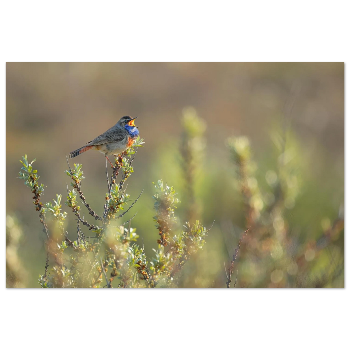 Wandbild singendes blaukehlchen lebendige naturfotografie als wandbild in verschiedenen groessen