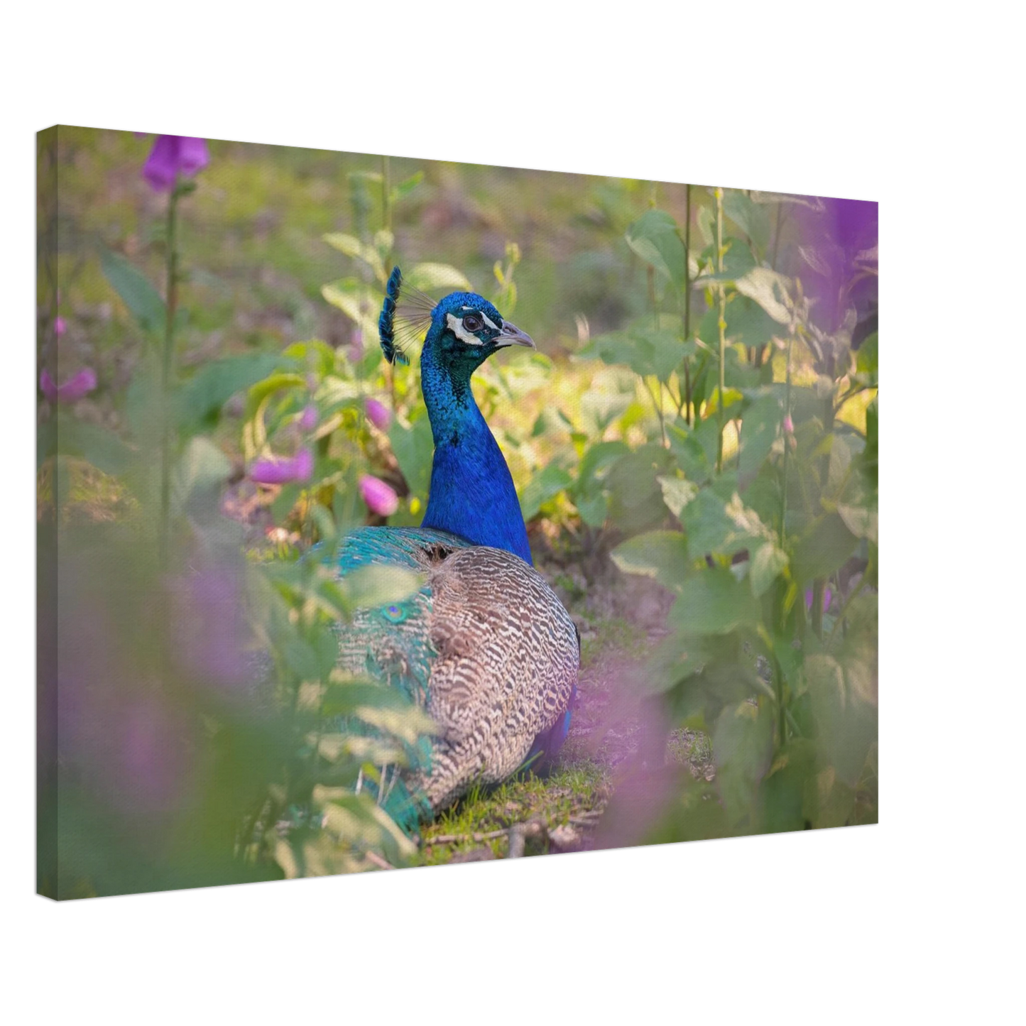 Wandbild majestaetischer pfau lebendige farbenpracht fuer ihre wand in vielen groessen erhaeltlich