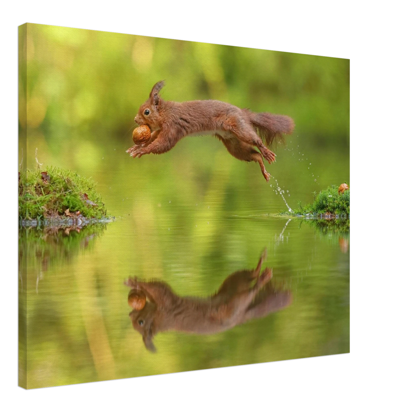 Wandbild eichhoernchen dynamisches wildtier poster mit lebendigen gruentoenen erhaeltlich in verschiedenen groessen