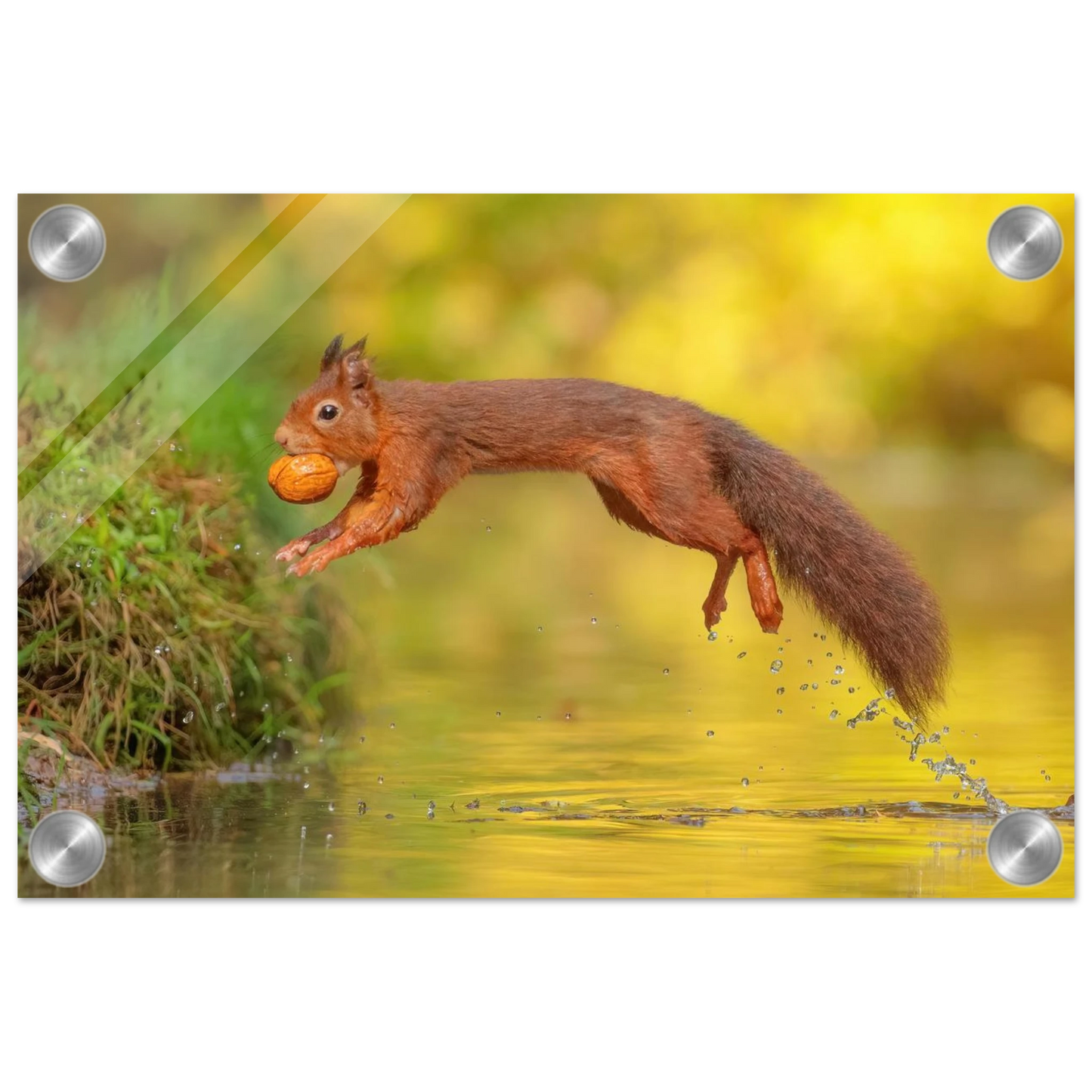 Wandbild eichhoernchen mit nuss dynamische tierkunst in leuchtenden herbstfarben