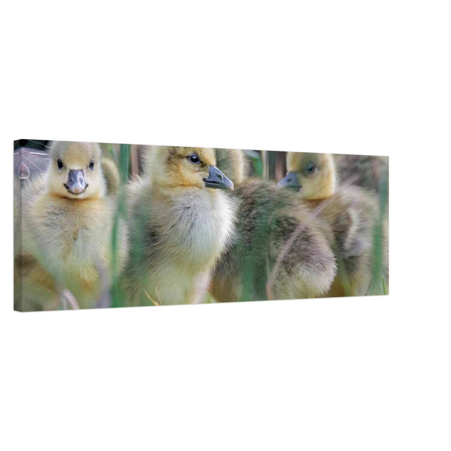 Wandbild kueken in zartgruen und gold suesse baby gans kunst in vielen groessen