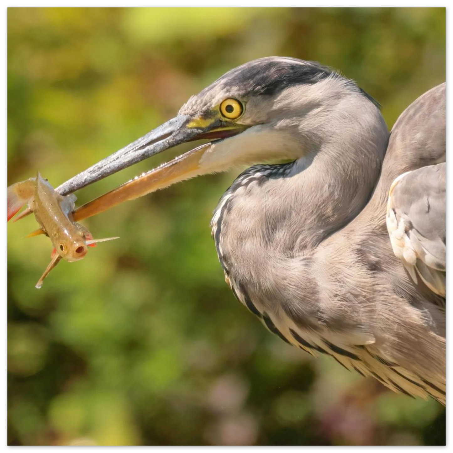 Wandbild graureiher mit fisch ein faszinierender moment in der natur verfuegbar in ihrer wunschgroesse