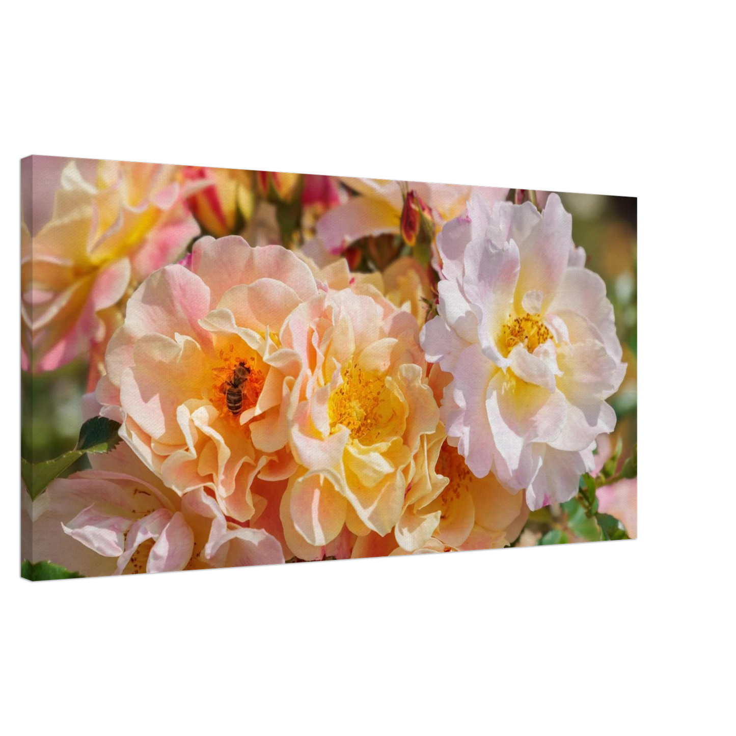 Wandbild bluehende gartenrosen eine honigbienen ode in pastell perfektion in vielen groessen verfuegbar