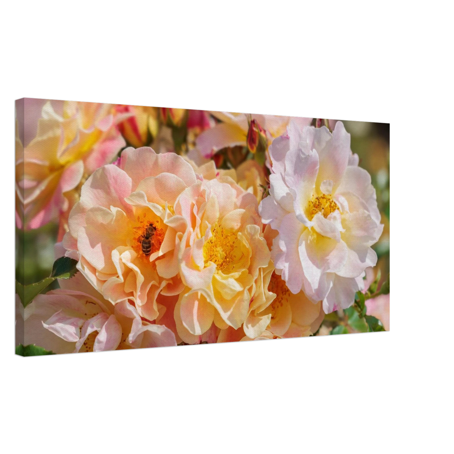Wandbild bluehende gartenrosen eine honigbienen ode in pastell perfektion in vielen groessen verfuegbar