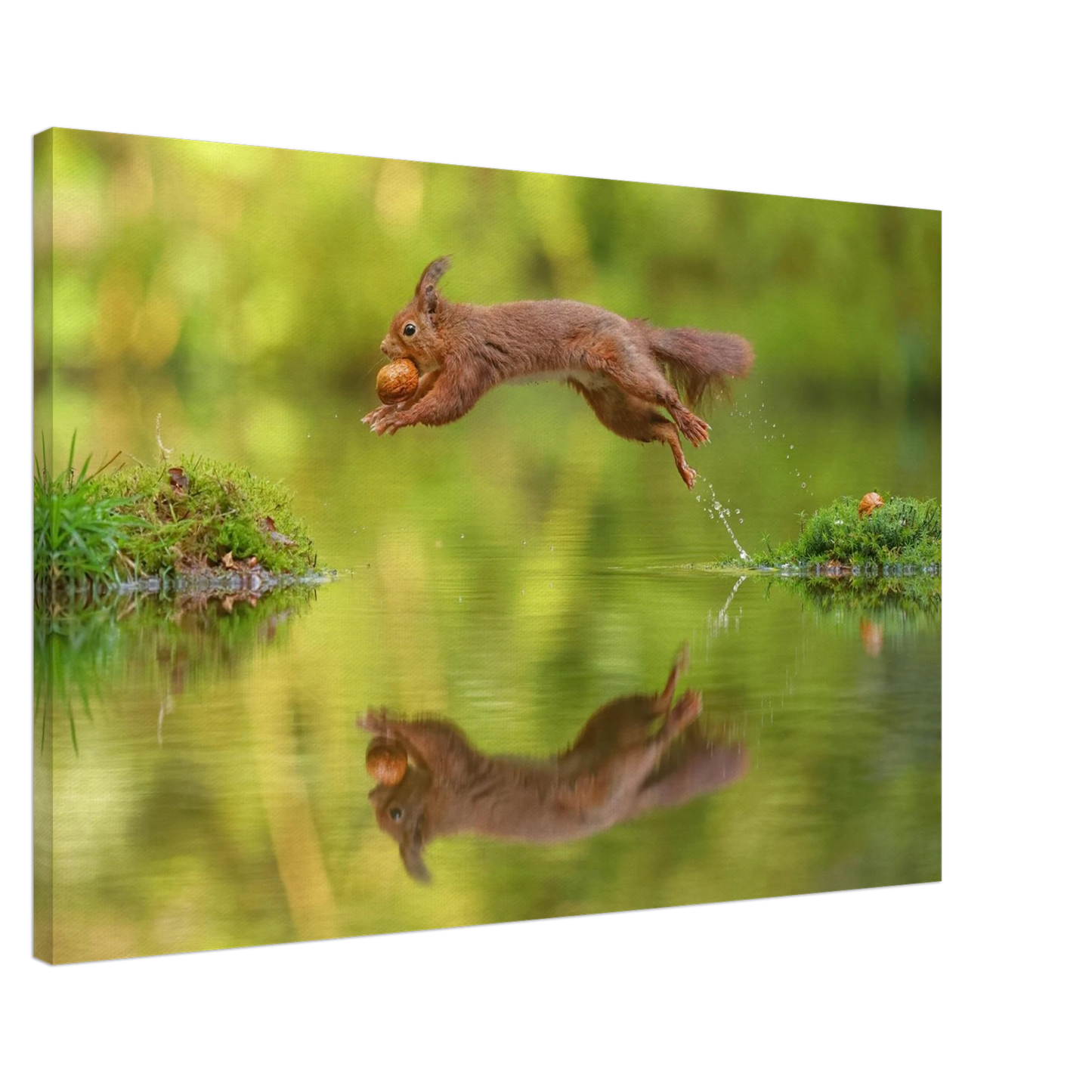 Wandbild eichhoernchen dynamisches wildtier poster mit lebendigen gruentoenen erhaeltlich in verschiedenen groessen