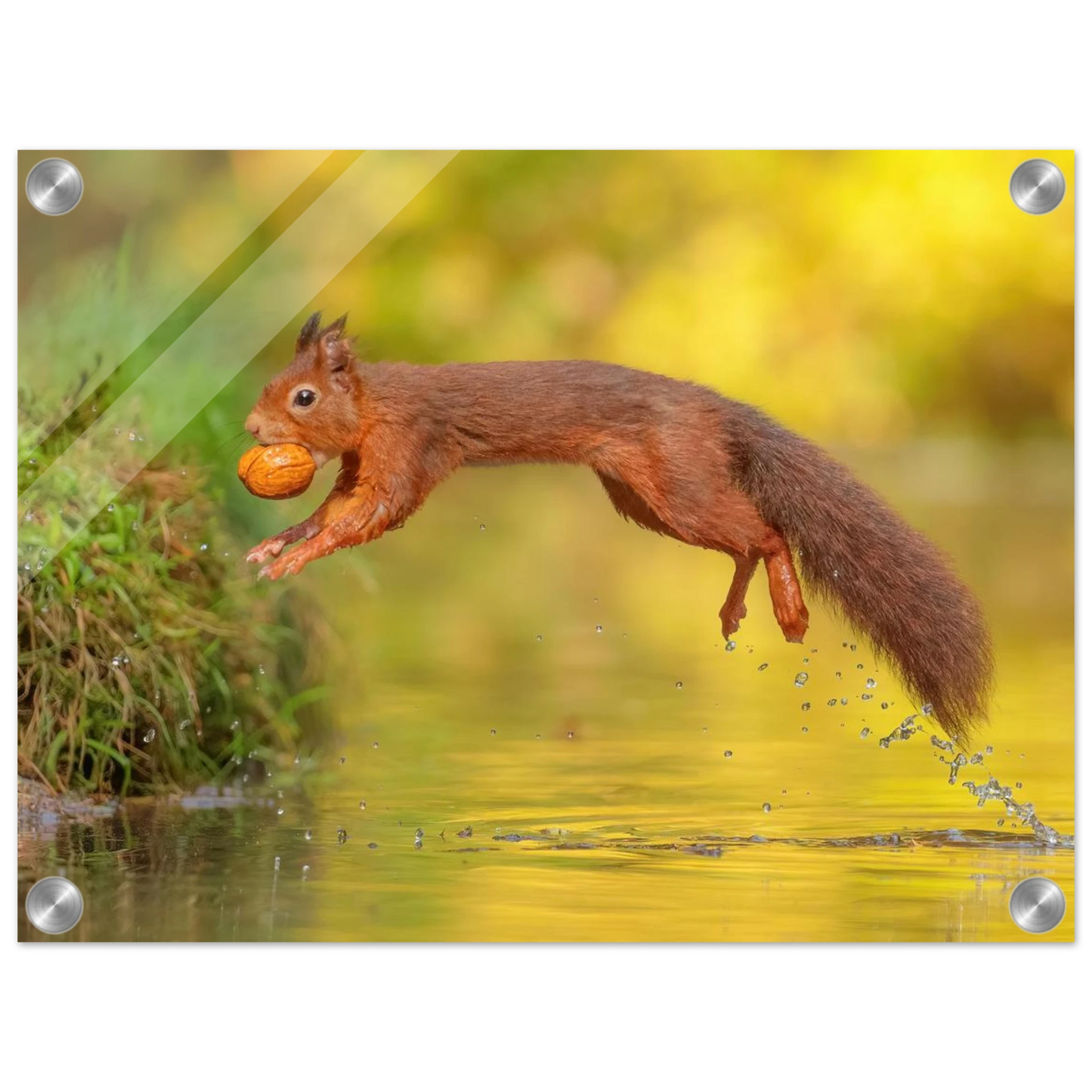 Wandbild eichhoernchen mit nuss dynamische tierkunst in leuchtenden herbstfarben