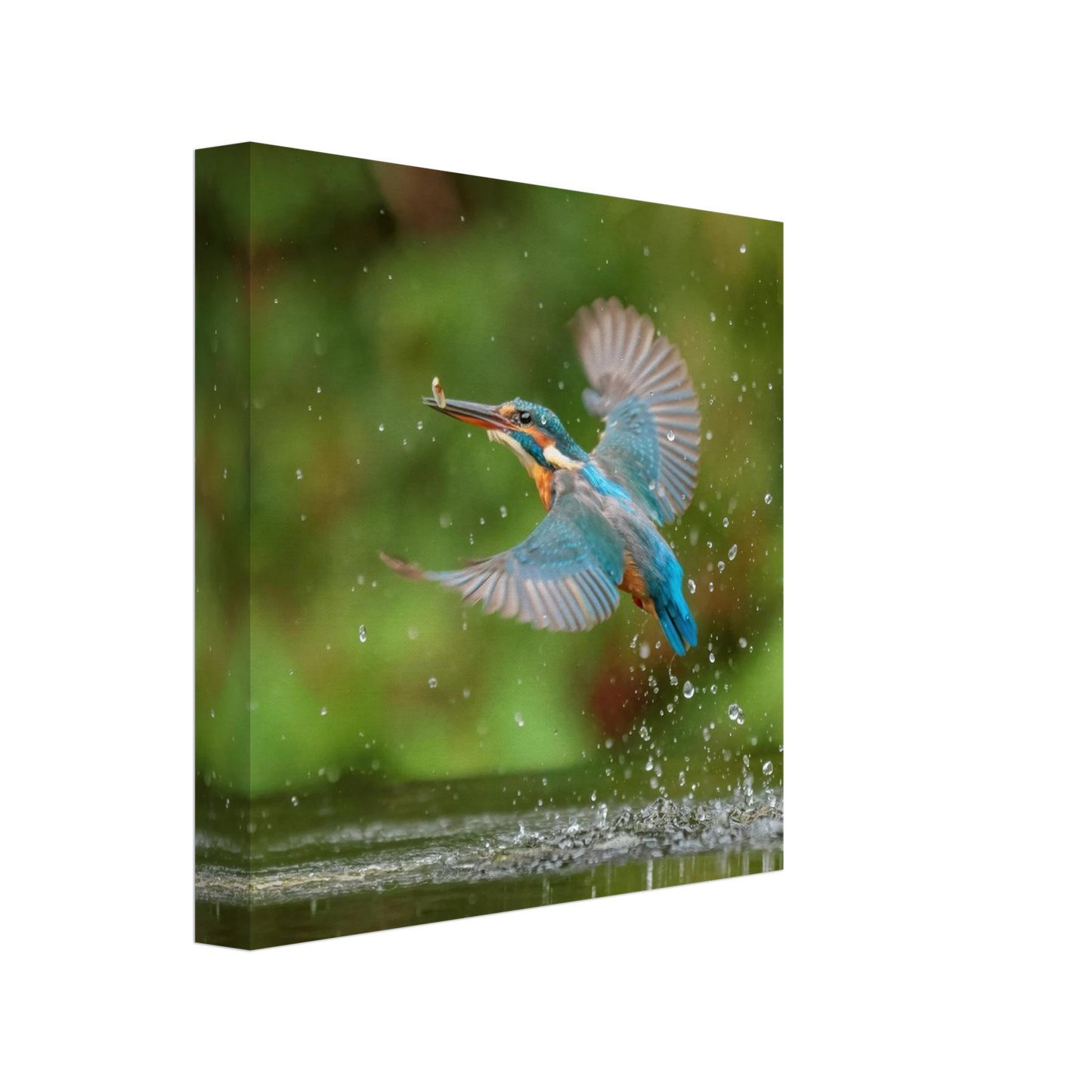 Wandbild eisvogel lebendige tierfotografie mit lebhaften blautoenen