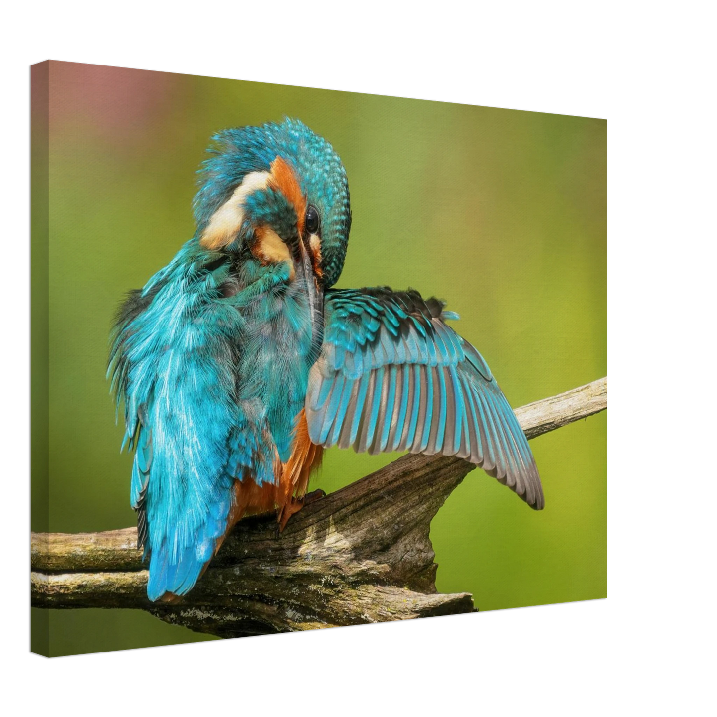 Wandbild eisvogel lebendige farbenpracht der natur auf leinwand