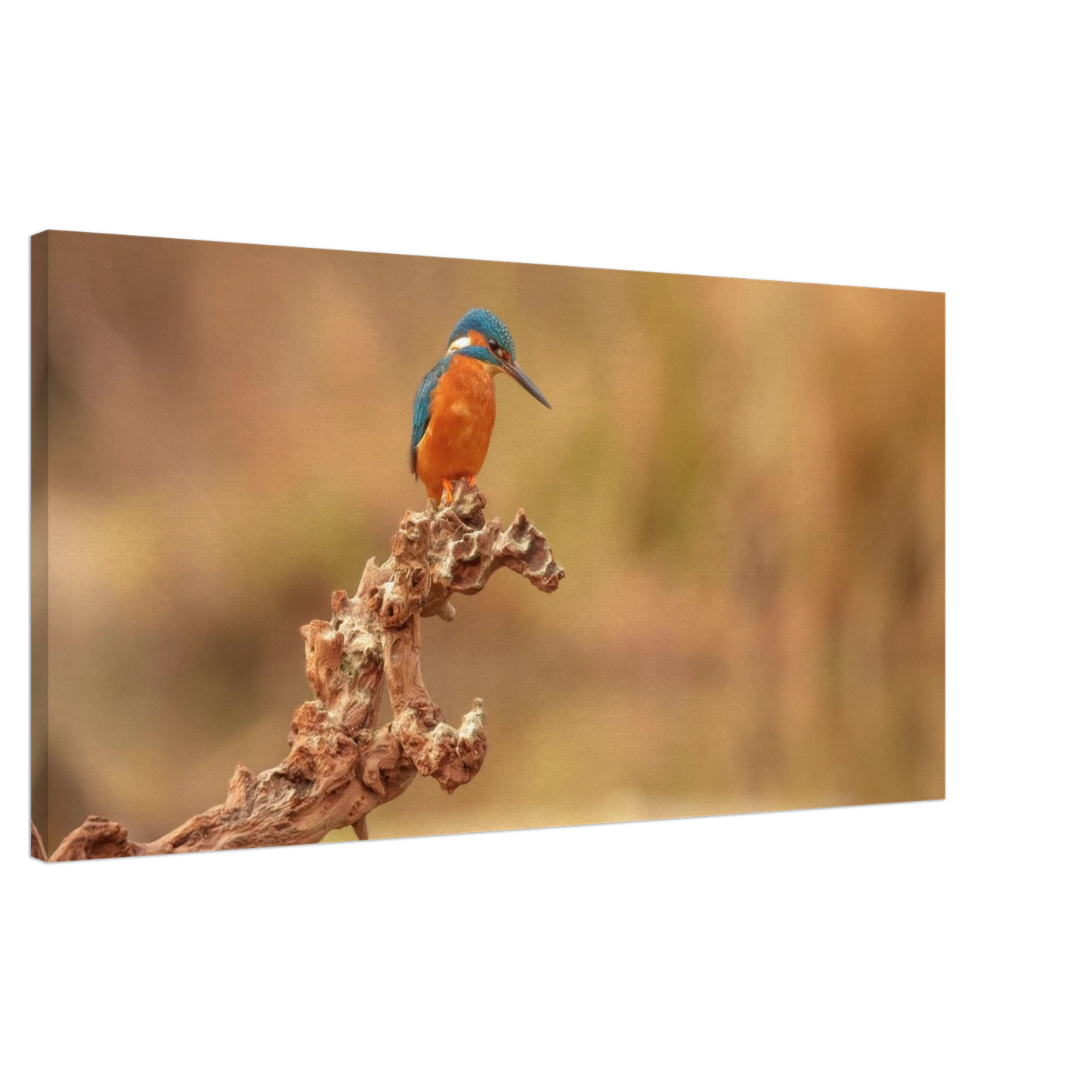 Wandbild eisvogel lebendige naturkunst fuer ihr zuhause in vielen groessen