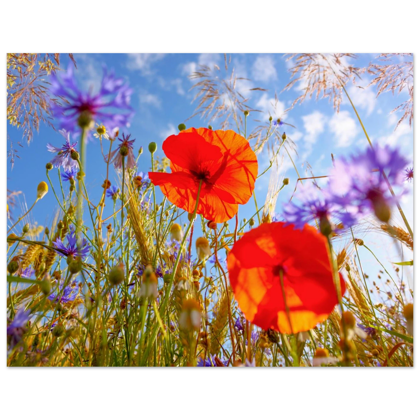 Wandbild lebendige wildblumenwiese mohnblumen kornblumen unter blauem himmel
