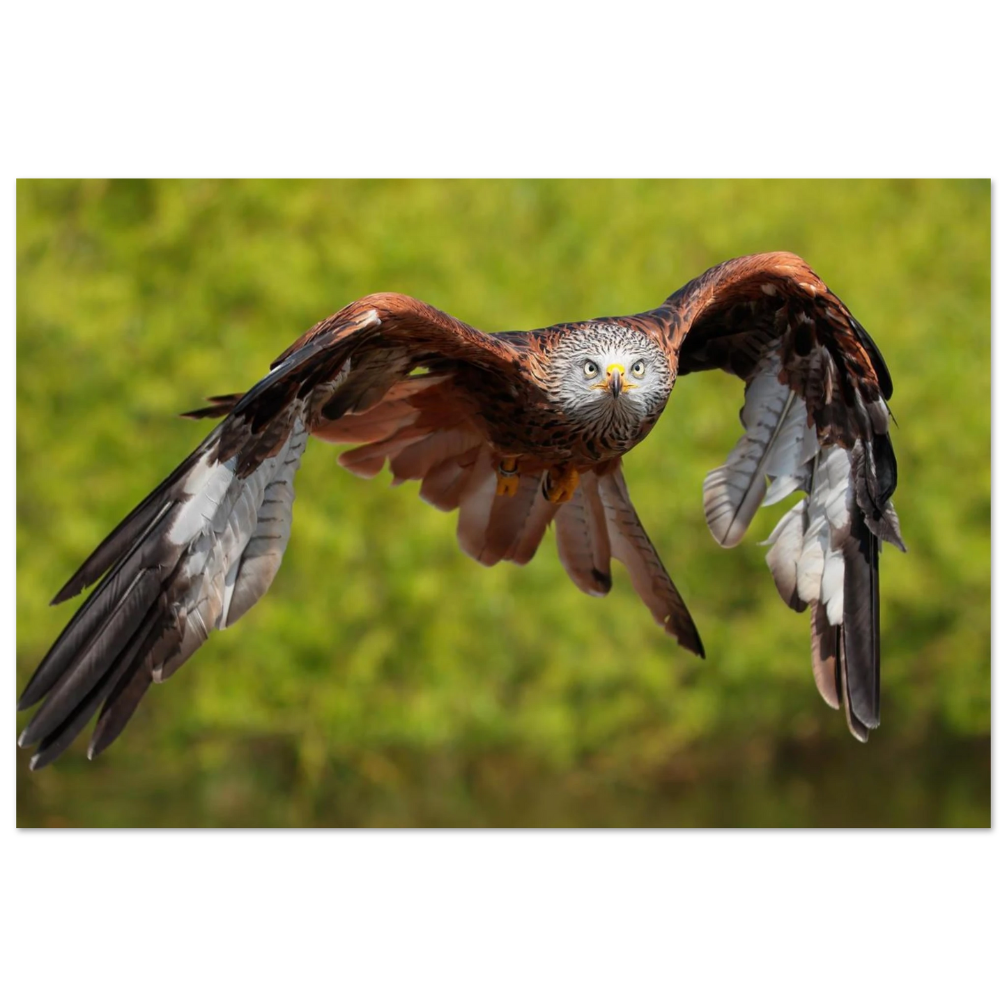 Wandbild majestaetischer rotmilan im flug atemberaubende tierfotografie fuer ihr zuhause erhaeltlich in zahlreichen groessen