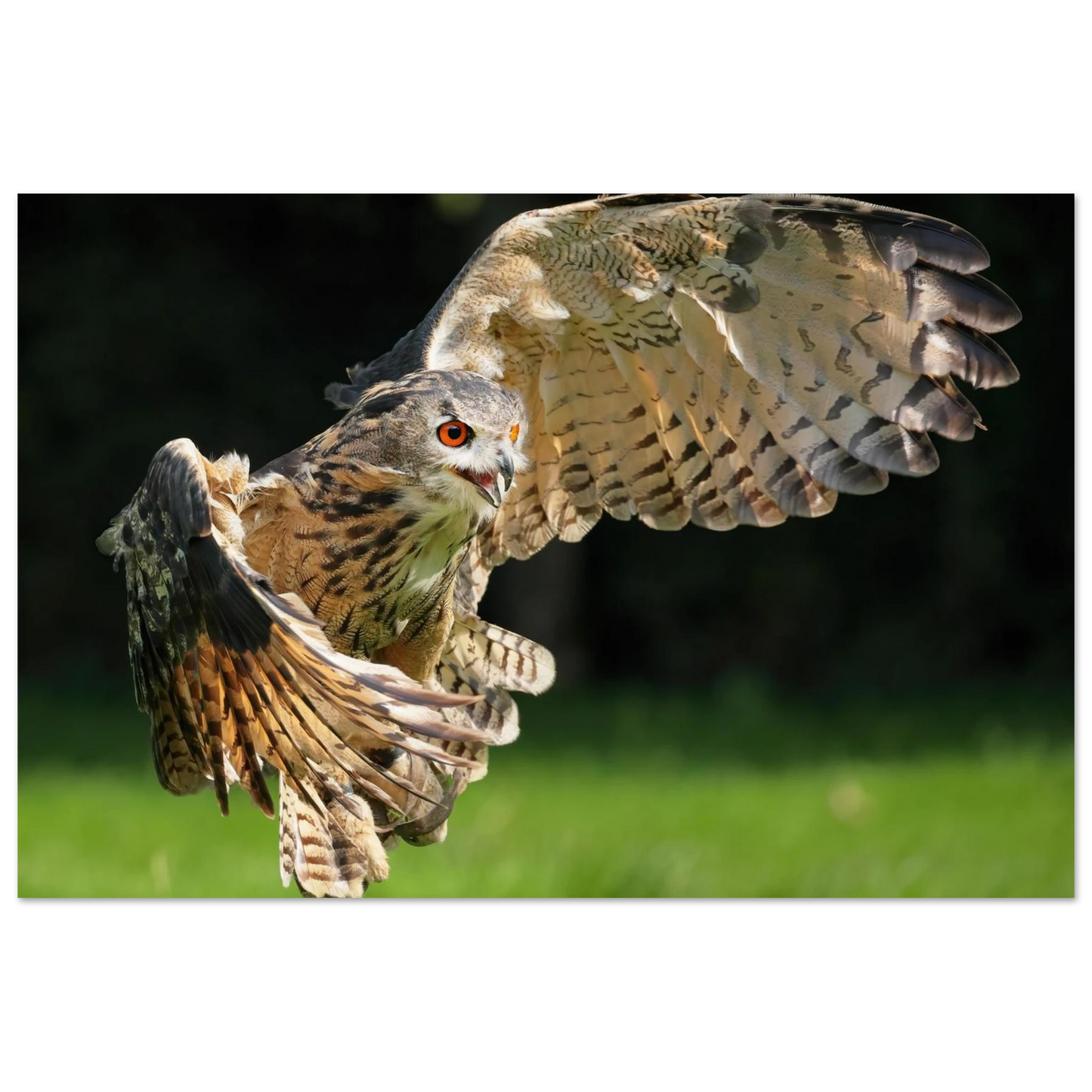 Wandbild majestaetische eule im flug ausdrucksstarke wandkunst fuer ihr zuhause