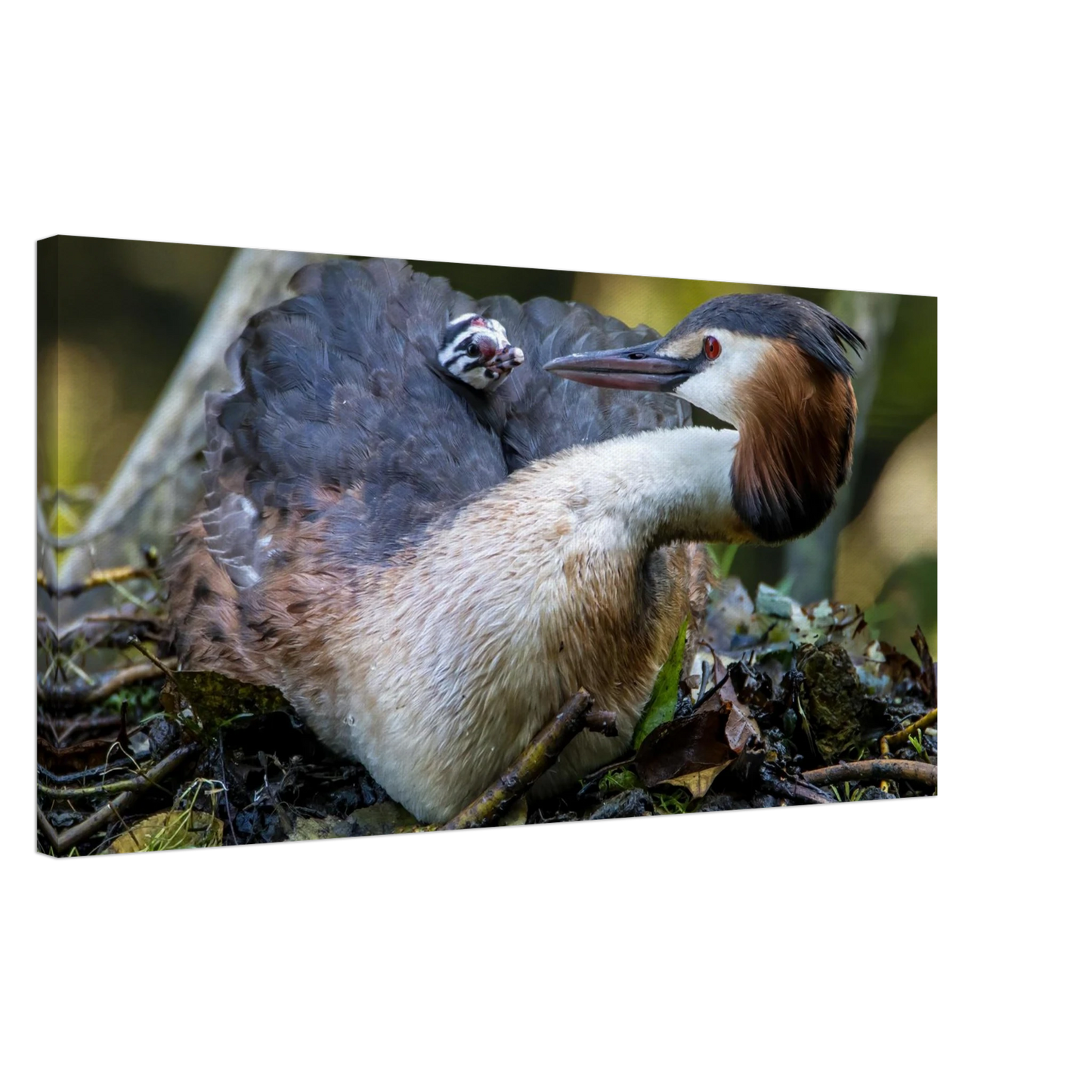 Wandbild zaertliche grosse haubentaucher familie naturgetreuer kunstdruck in ihrer wunschgroesse
