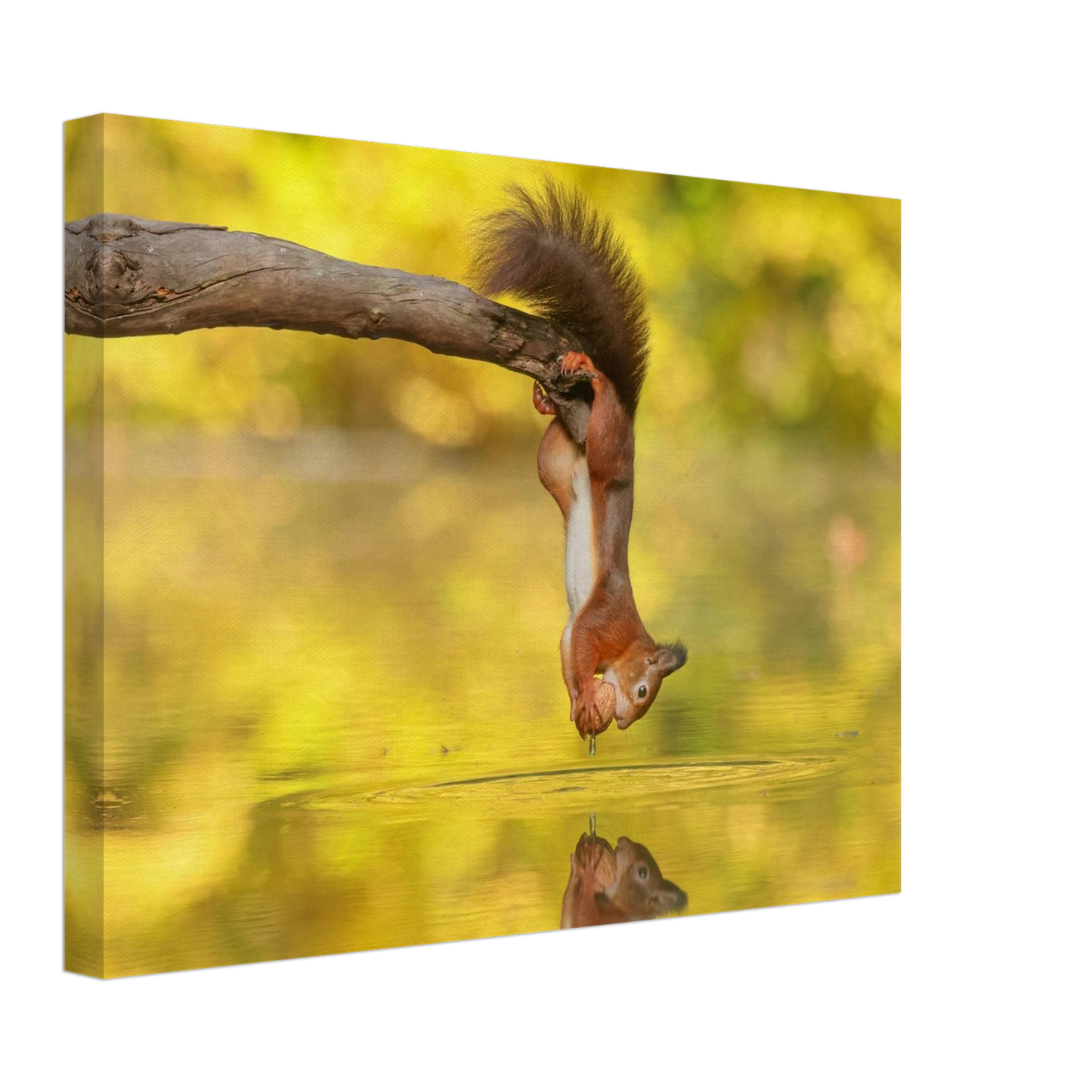 Wandbild akrobatik eichhoernchen lebendiges wildtier kunstwerk fuer ihr zuhause