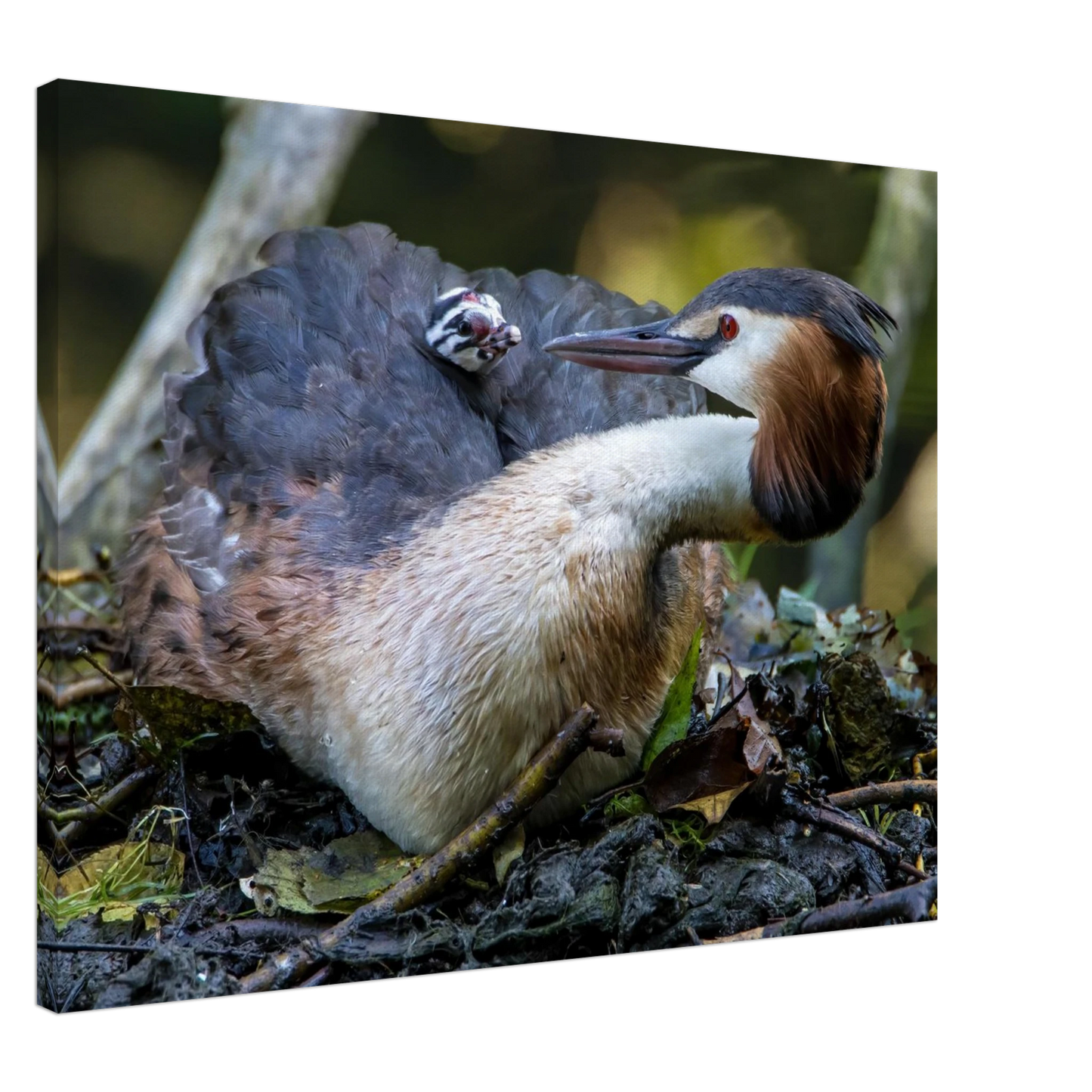 Wandbild zaertliche grosse haubentaucher familie naturgetreuer kunstdruck in ihrer wunschgroesse