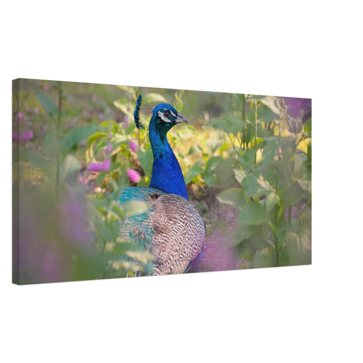 Wandbild majestaetischer pfau lebendige farbenpracht fuer ihre wand in vielen groessen erhaeltlich