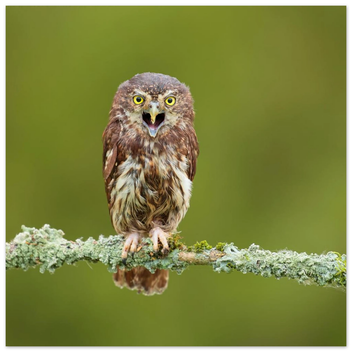 Wandbild rufer der wildnis faszinierendes eulen portraet mit leuchtenden augen fuer ihr zuhause
