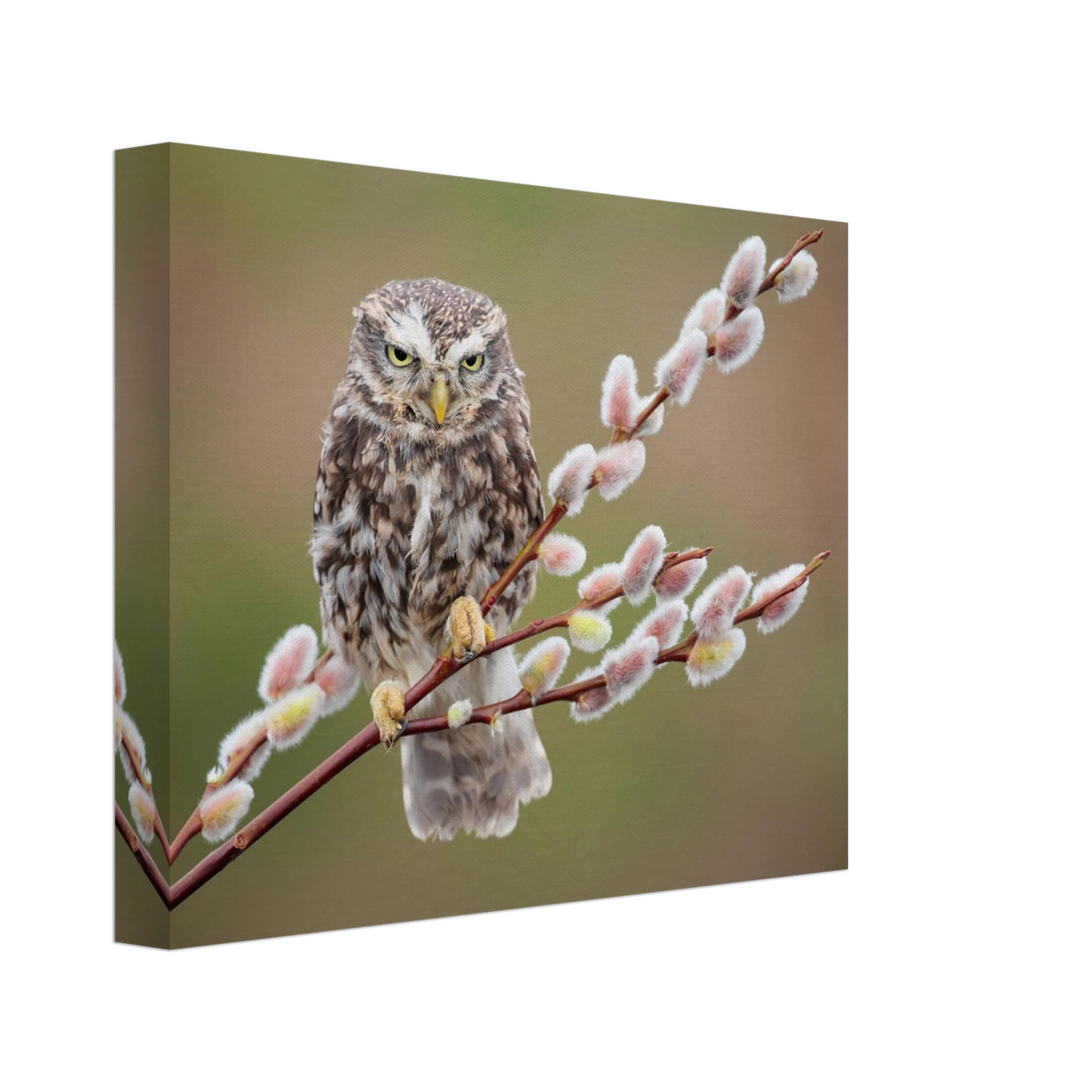 Wandbild der weise waechter ein kaeuzchen auf weidenkaetzchen im fruehlingslicht