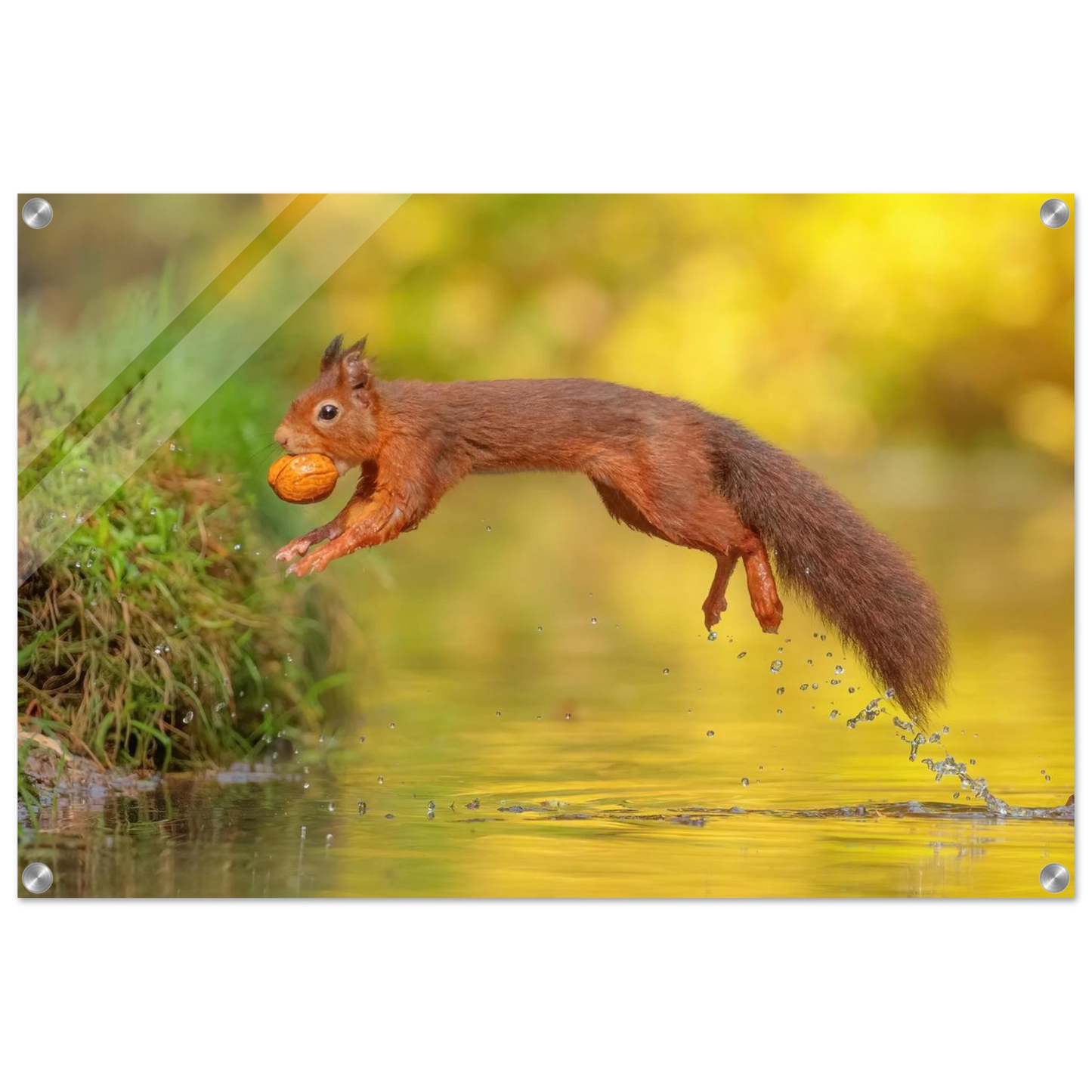 Wandbild eichhoernchen mit nuss dynamische tierkunst in leuchtenden herbstfarben