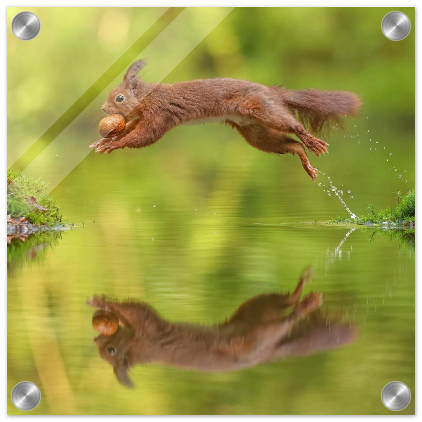 Wandbild eichhoernchen dynamisches wildtier poster mit lebendigen gruentoenen erhaeltlich in verschiedenen groessen