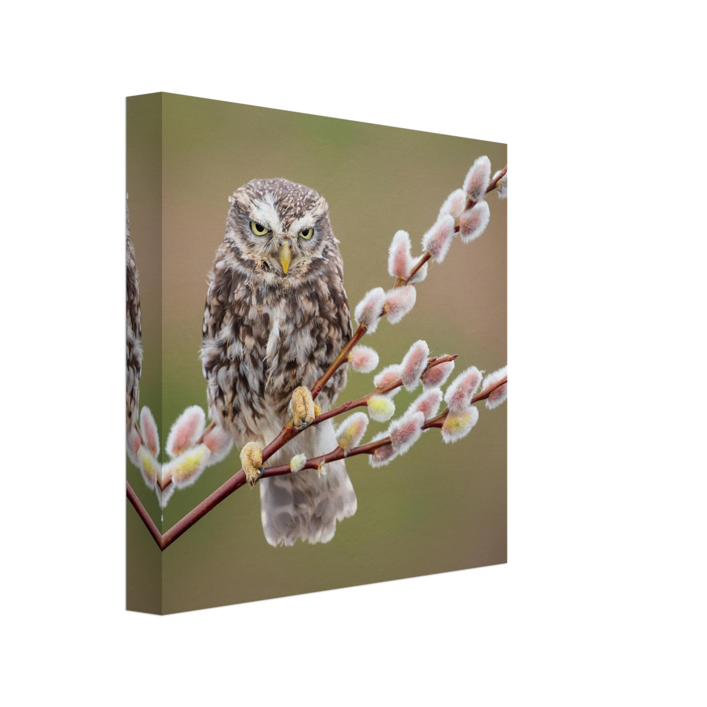 Wandbild der weise waechter ein kaeuzchen auf weidenkaetzchen im fruehlingslicht