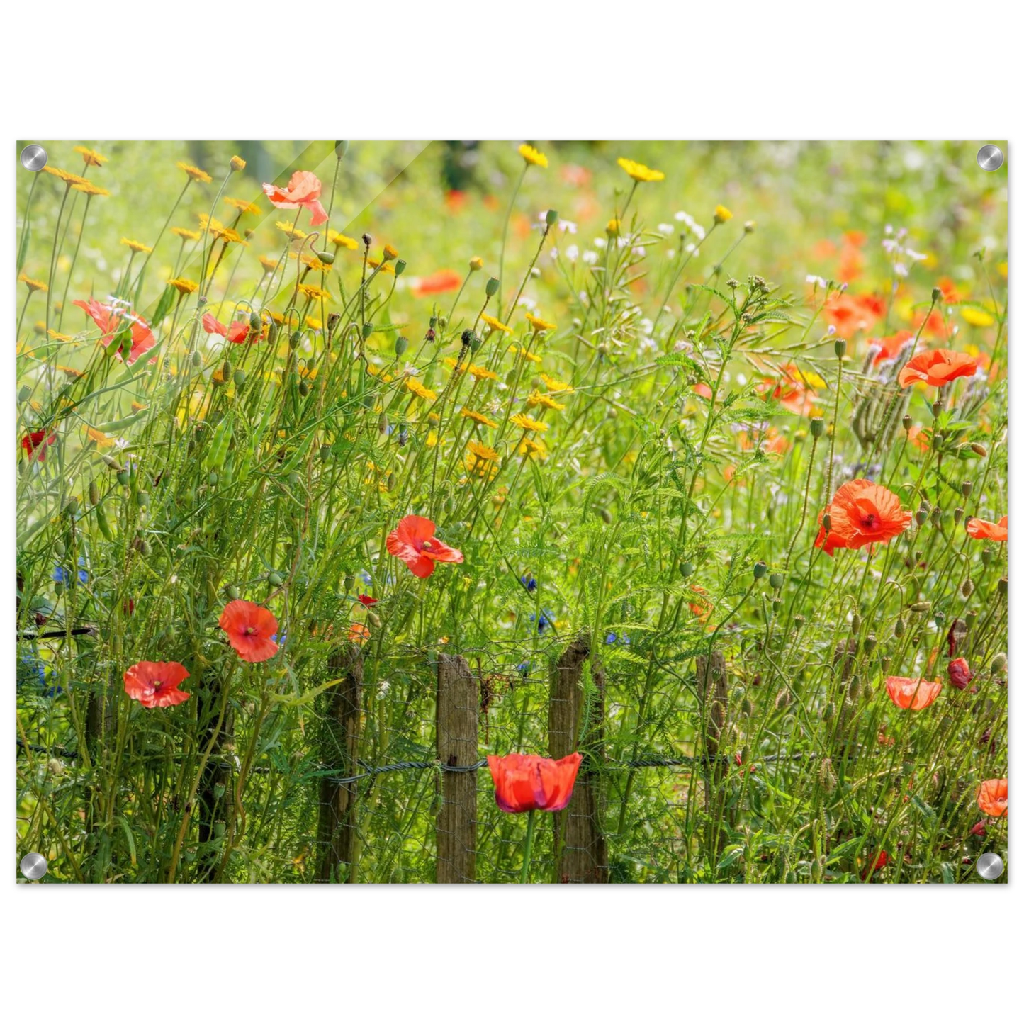 Wandbild wildblumen feld rot gelb sonnige mohnblumen wiese als kunstdruck