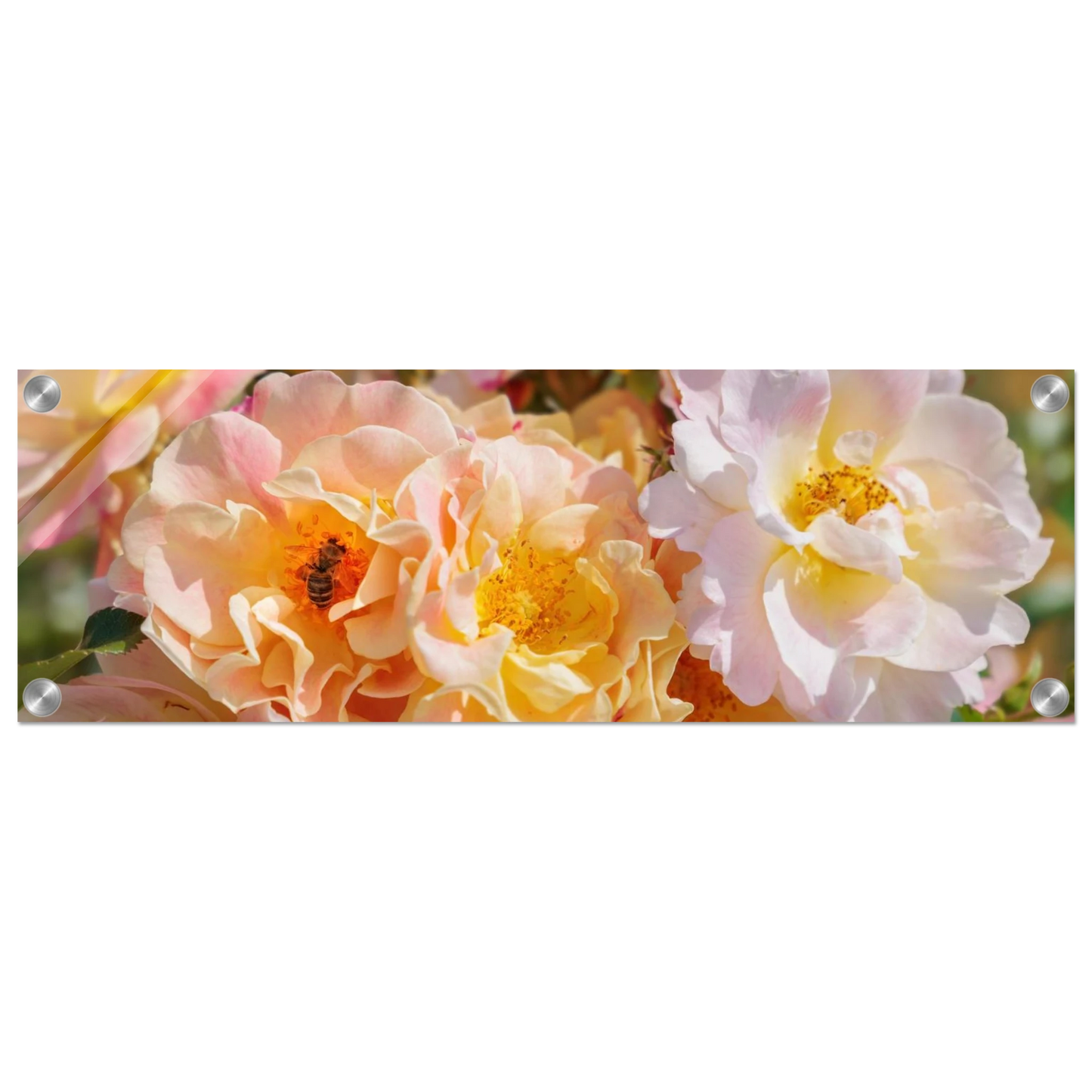 Wandbild bluehende gartenrosen eine honigbienen ode in pastell perfektion in vielen groessen verfuegbar