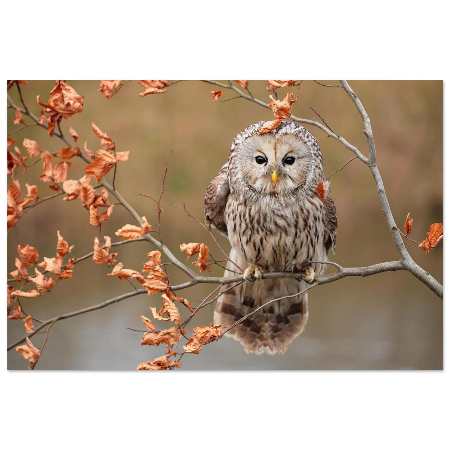Wandbild majestaetische eule im herbstlaub einblick in die wildnis in verschiedenen groessen