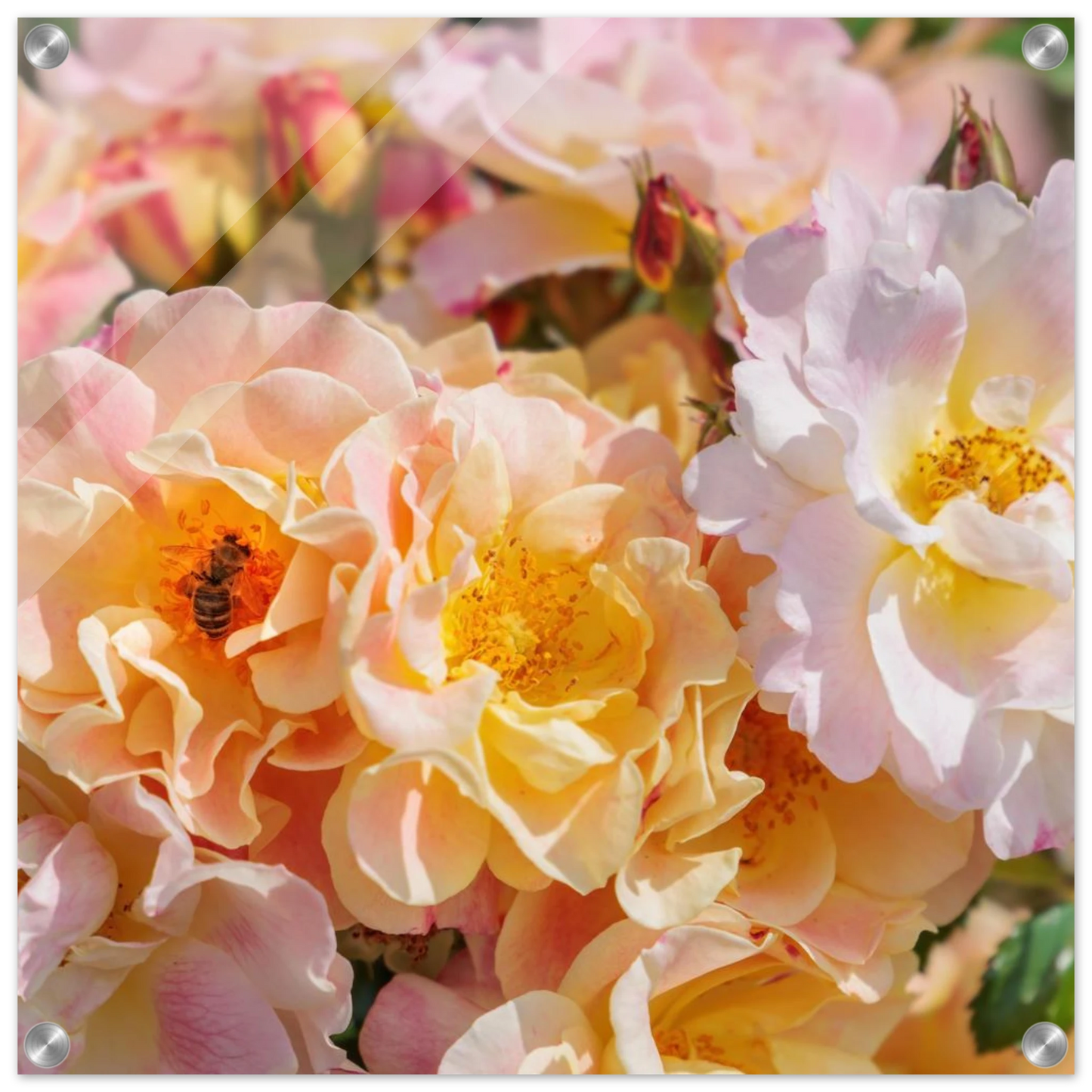 Wandbild bluehende gartenrosen eine honigbienen ode in pastell perfektion in vielen groessen verfuegbar