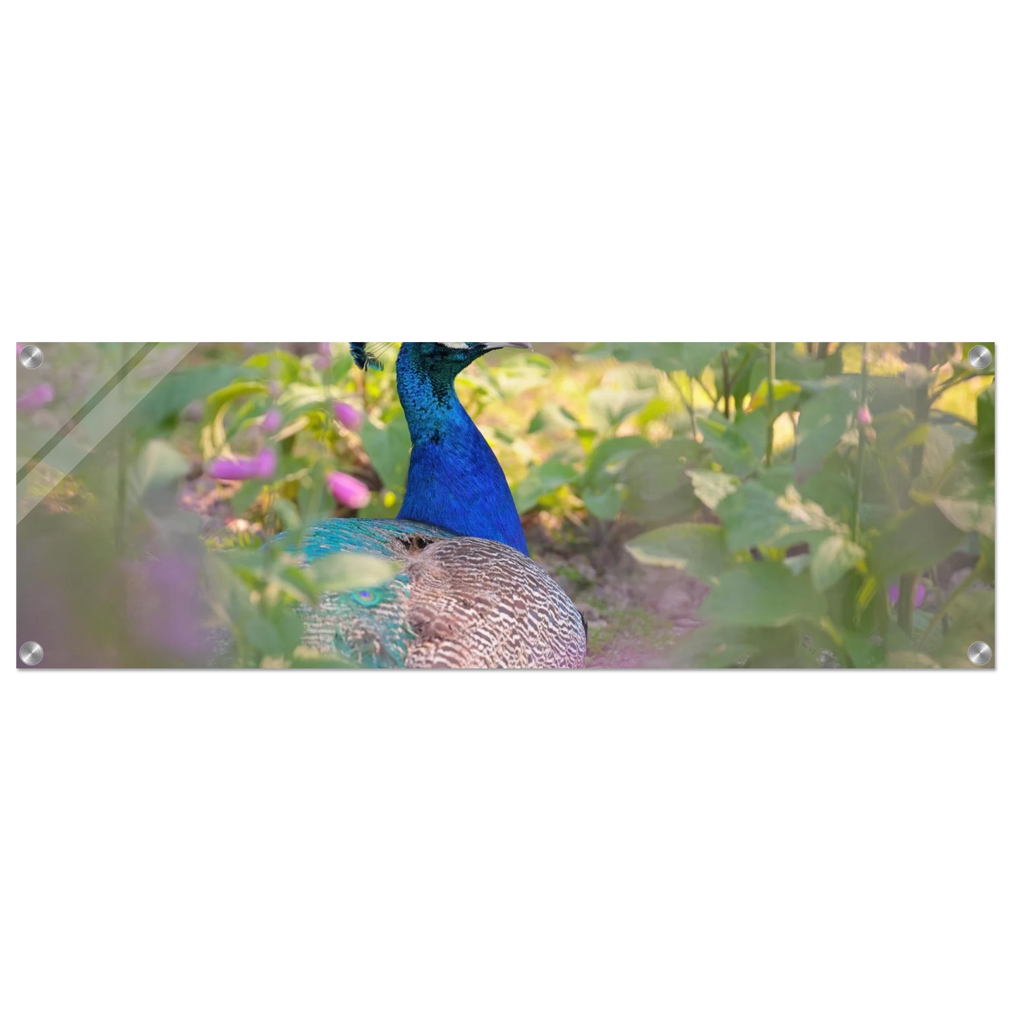 Wandbild majestaetischer pfau lebendige farbenpracht fuer ihre wand in vielen groessen erhaeltlich