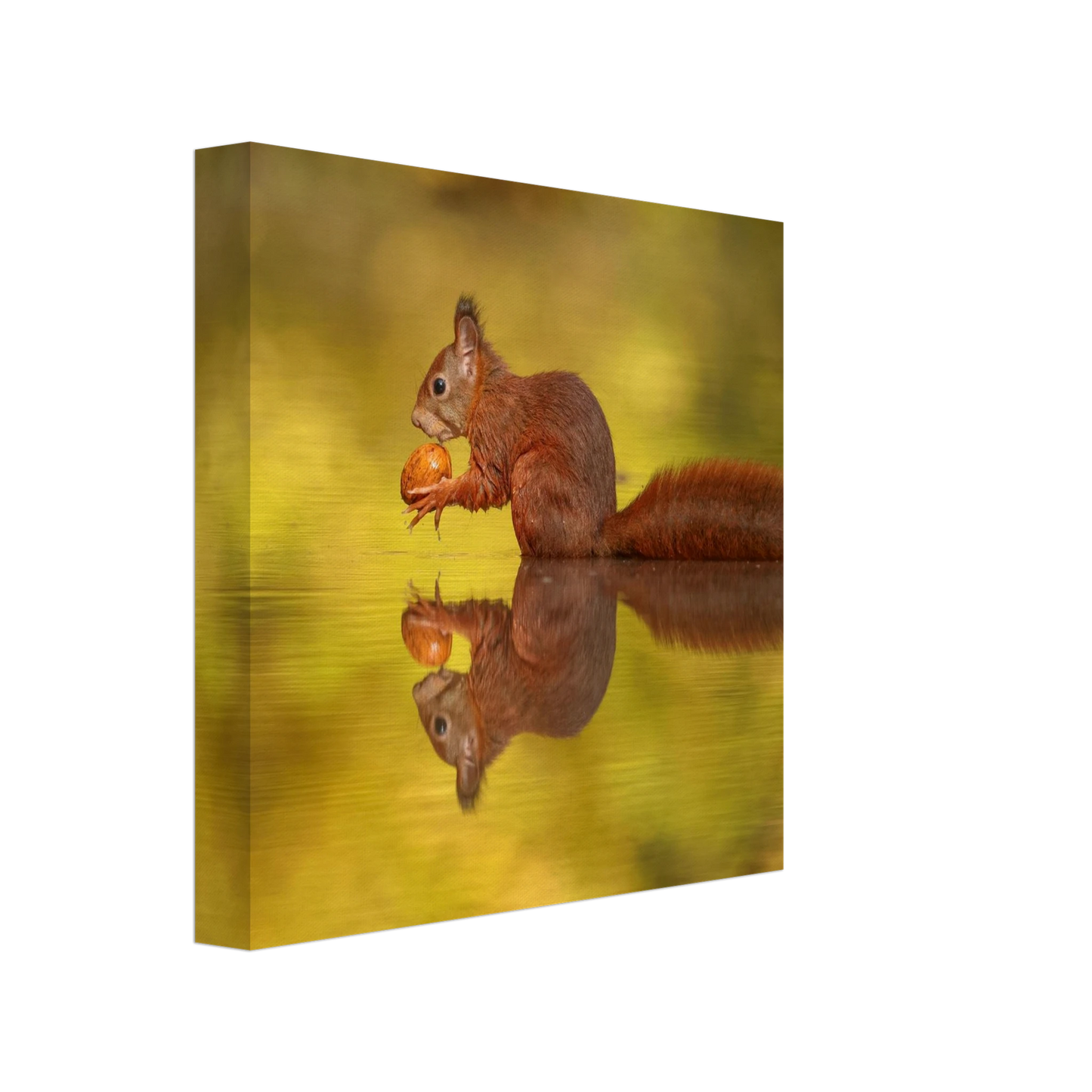 Wandbild eichhoernchen im goldenen herbstlicht lebendige tierfotografie fuer ihre wand