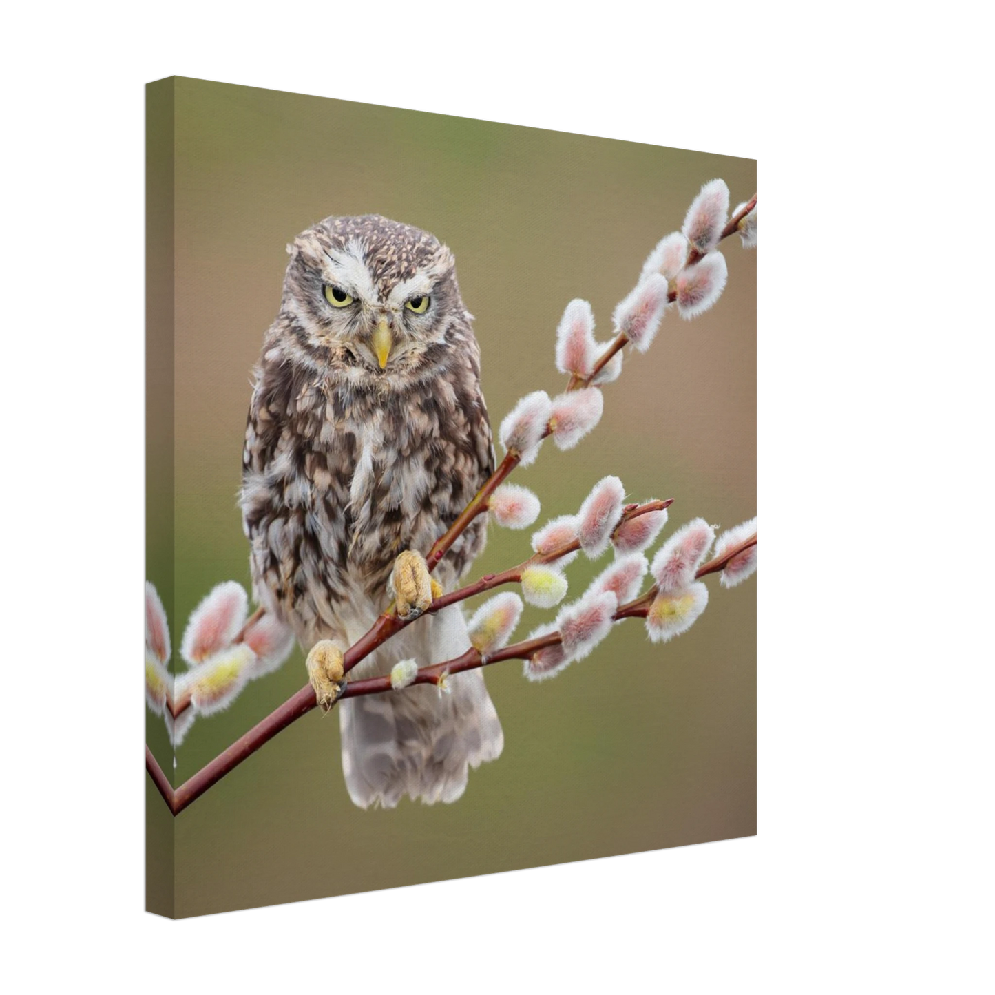 Wandbild der weise waechter ein kaeuzchen auf weidenkaetzchen im fruehlingslicht