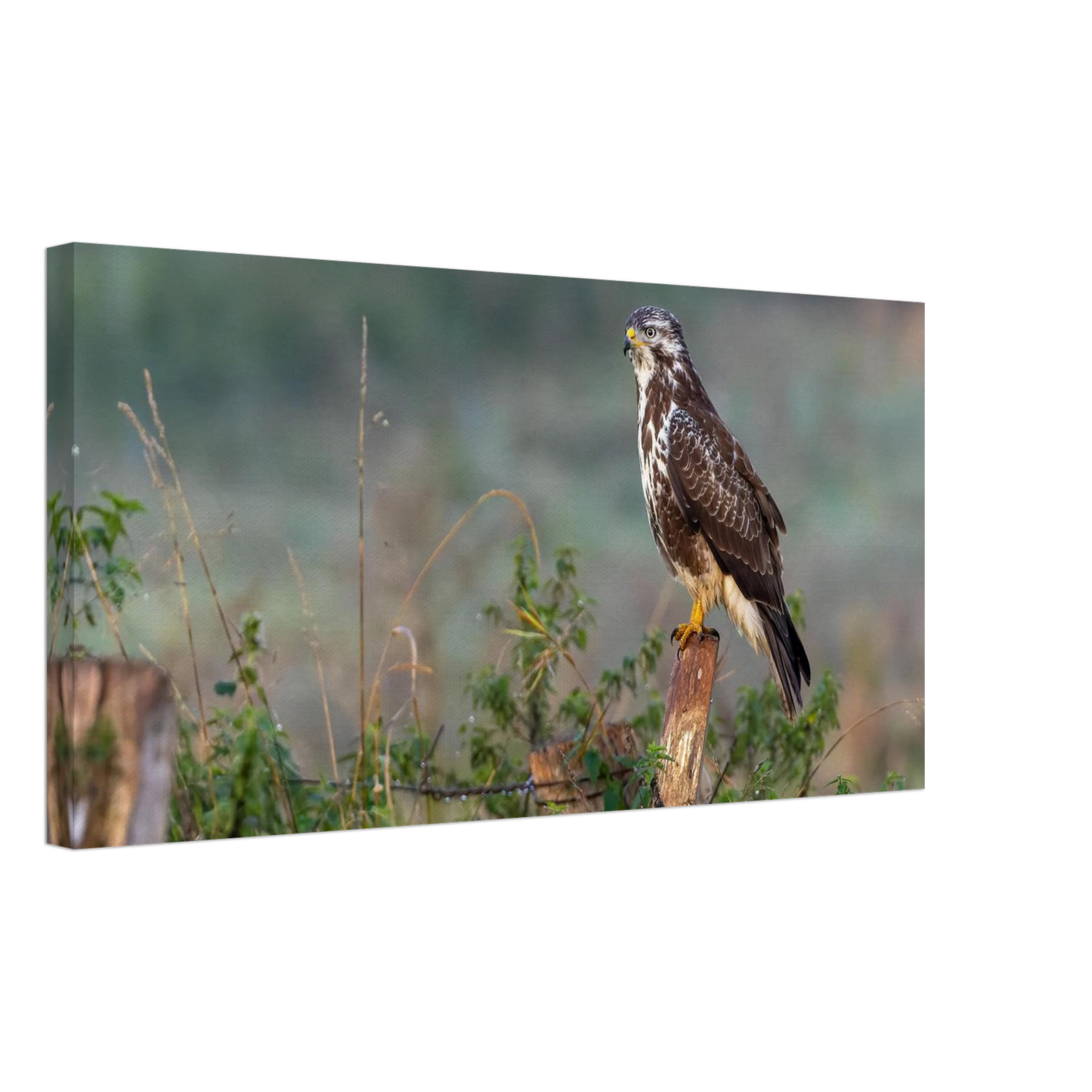 Wandbild majestaetischer bussard einblick in die wildnis auf hochglanz leinwand