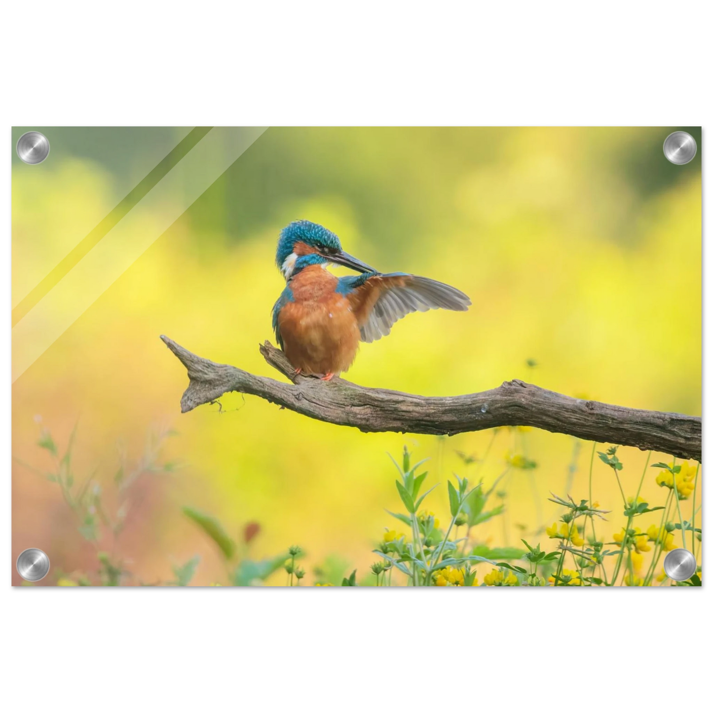 Wandbild eisvogel lebendige naturkunst fuer ihr zuhause