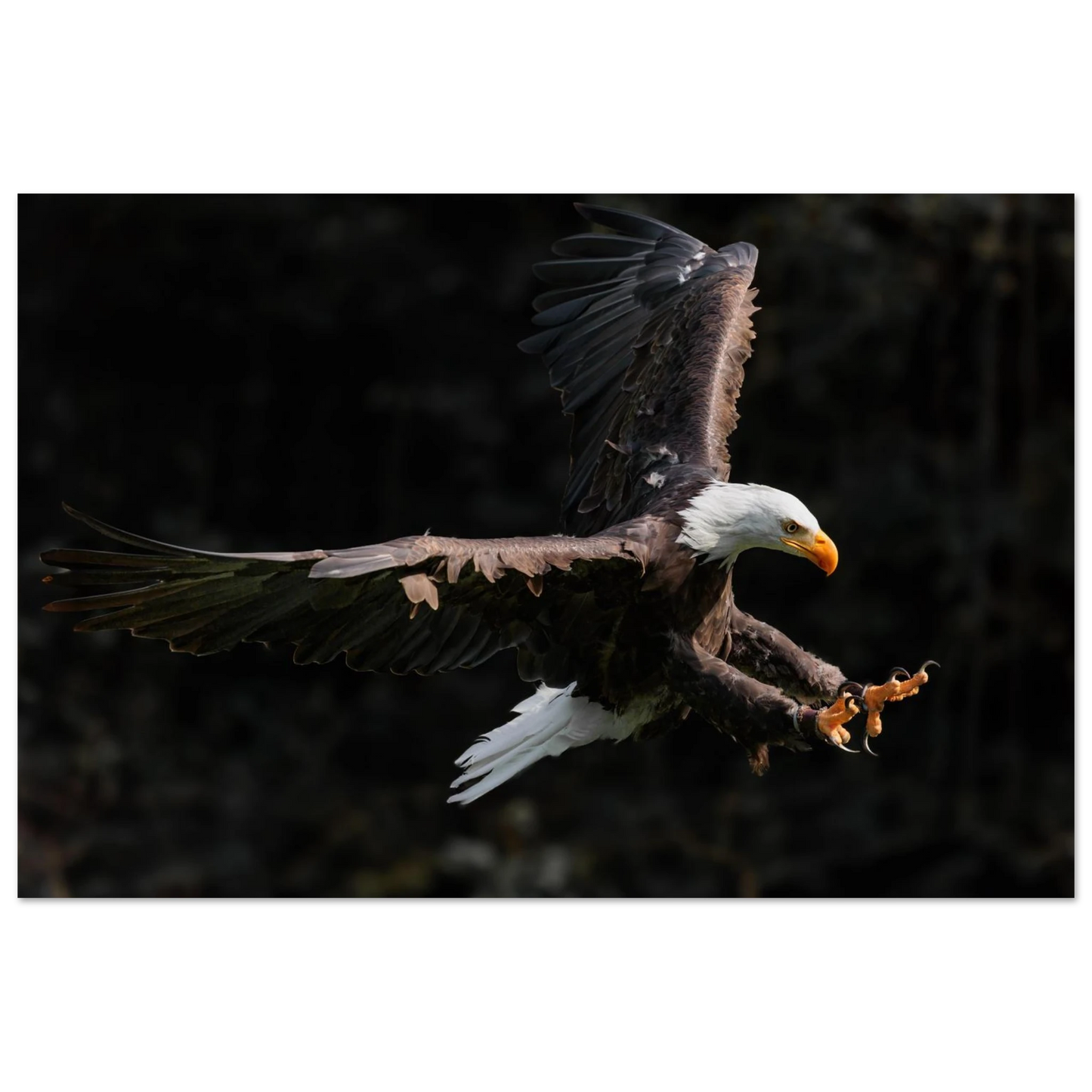 Wandbild majestaetischer weisskopfseeadler im flug freiheit staerke in ihrer wunschgroesse
