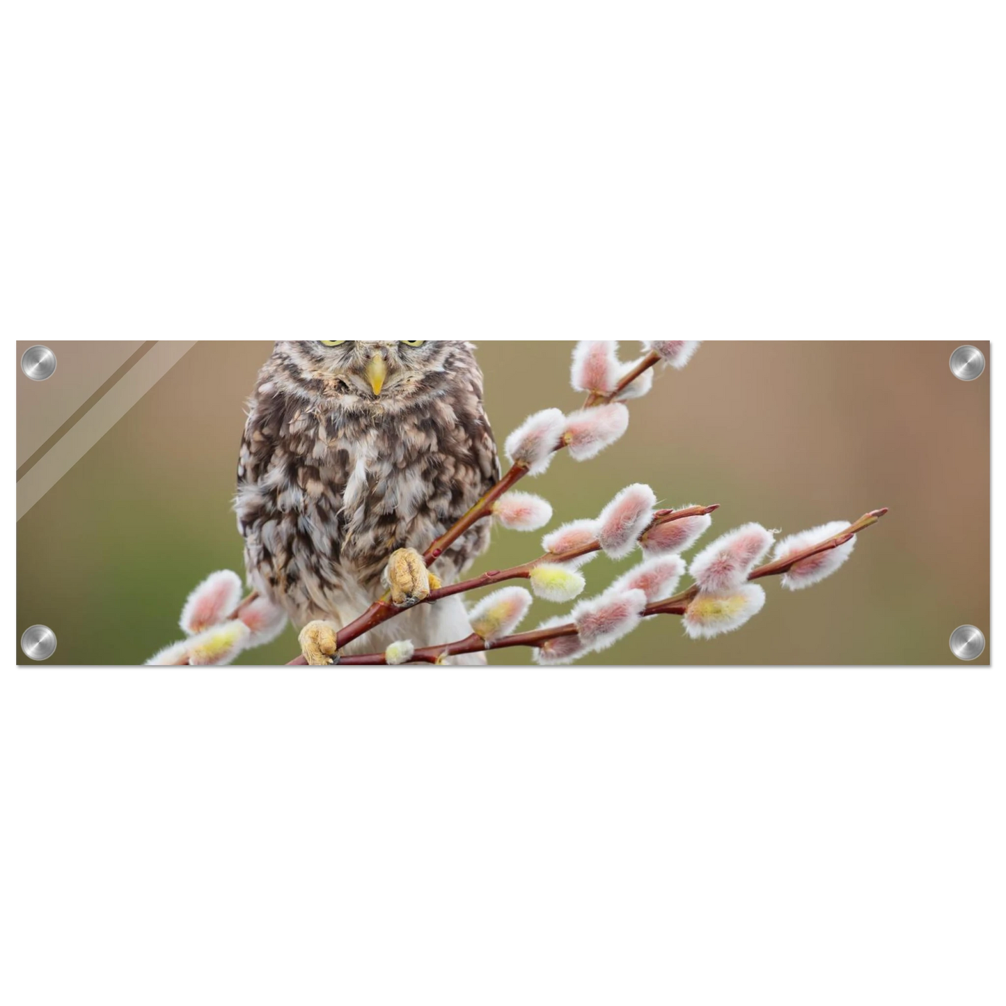 Wandbild der weise waechter ein kaeuzchen auf weidenkaetzchen im fruehlingslicht