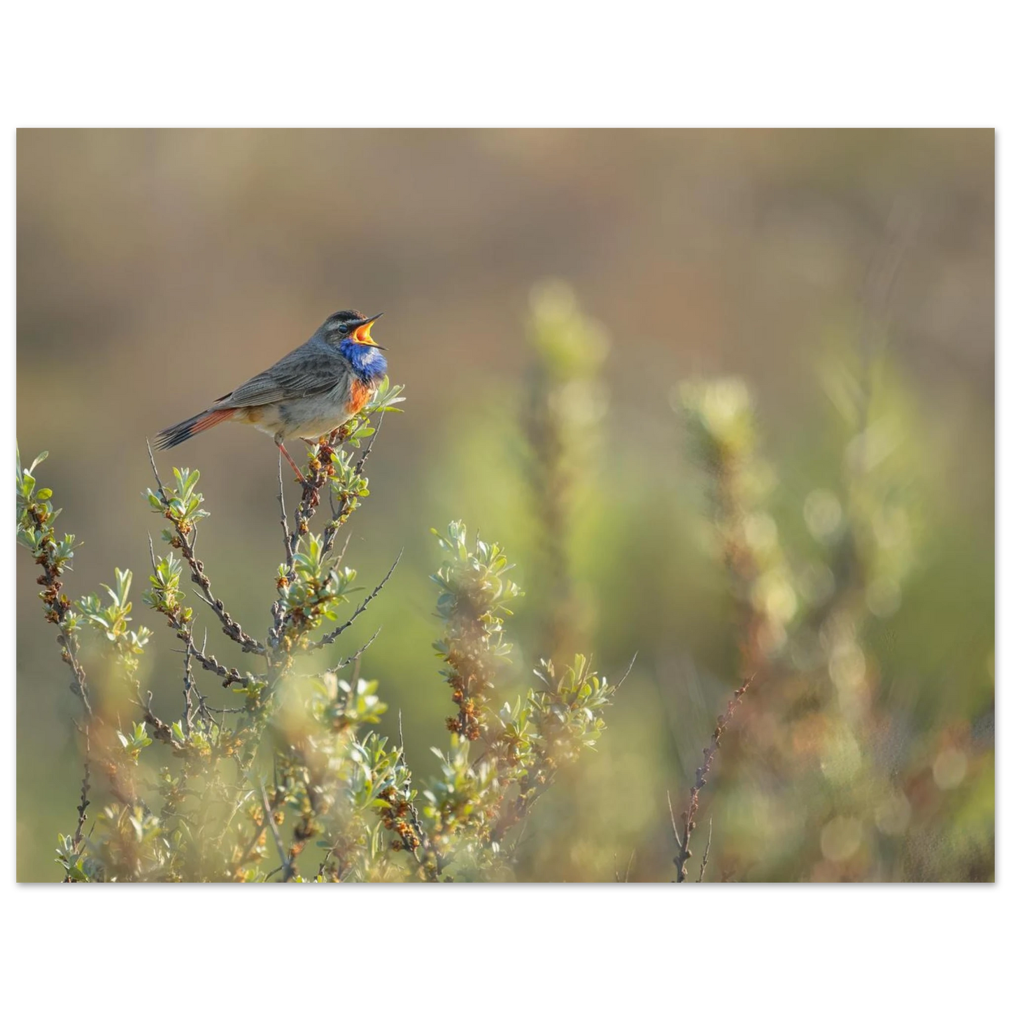 Wandbild singendes blaukehlchen lebendige naturfotografie als wandbild in verschiedenen groessen