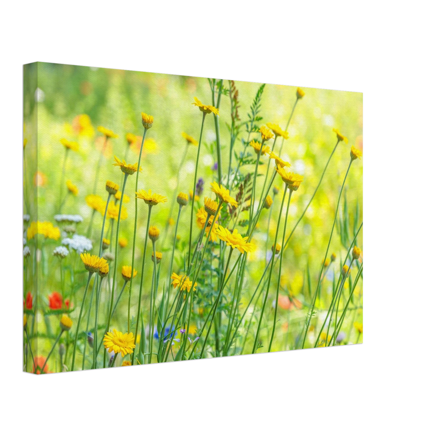 Wandbild sunshine meadow lebendiger blumen druck in verschiedenen groessen