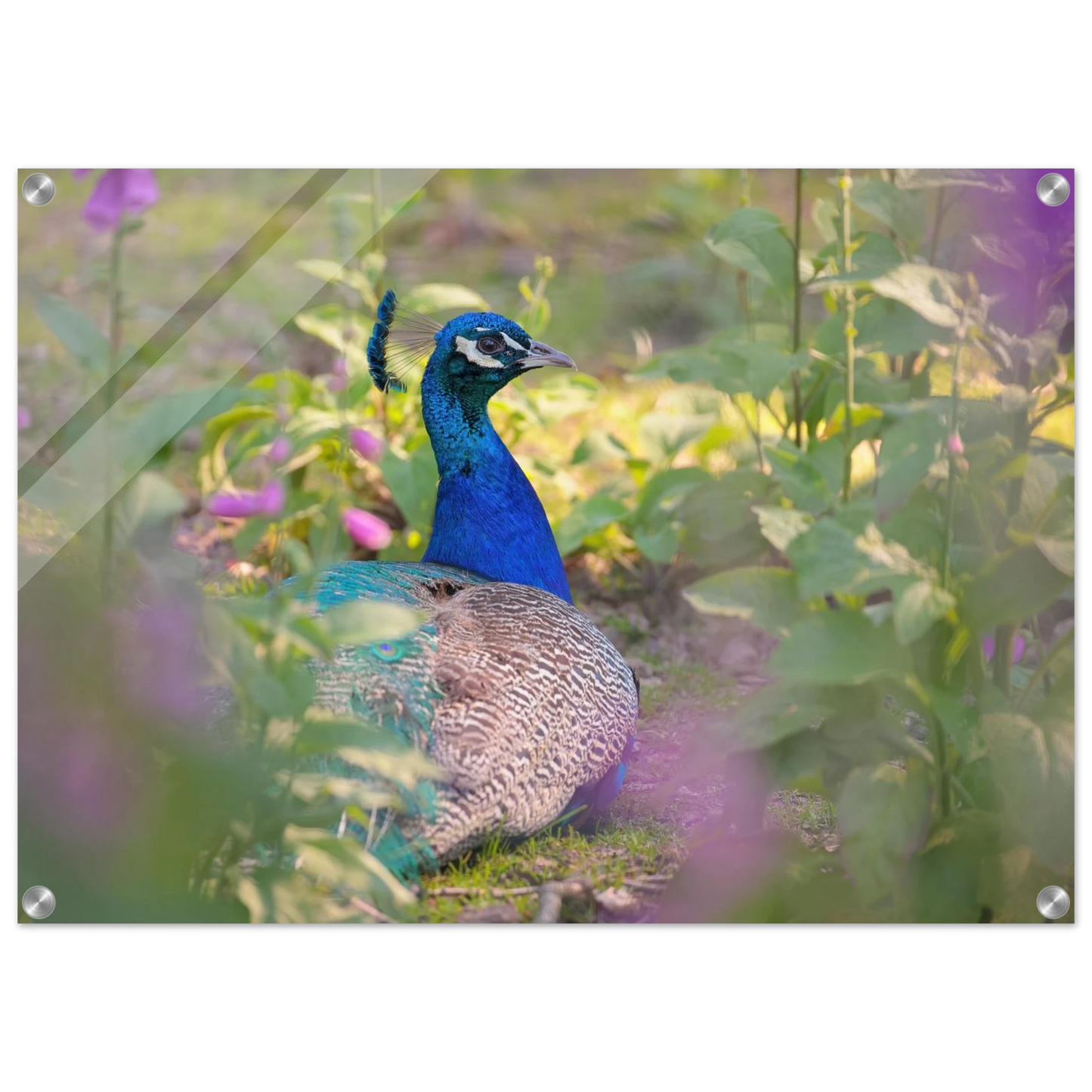 Wandbild majestaetischer pfau lebendige farbenpracht fuer ihre wand in vielen groessen erhaeltlich