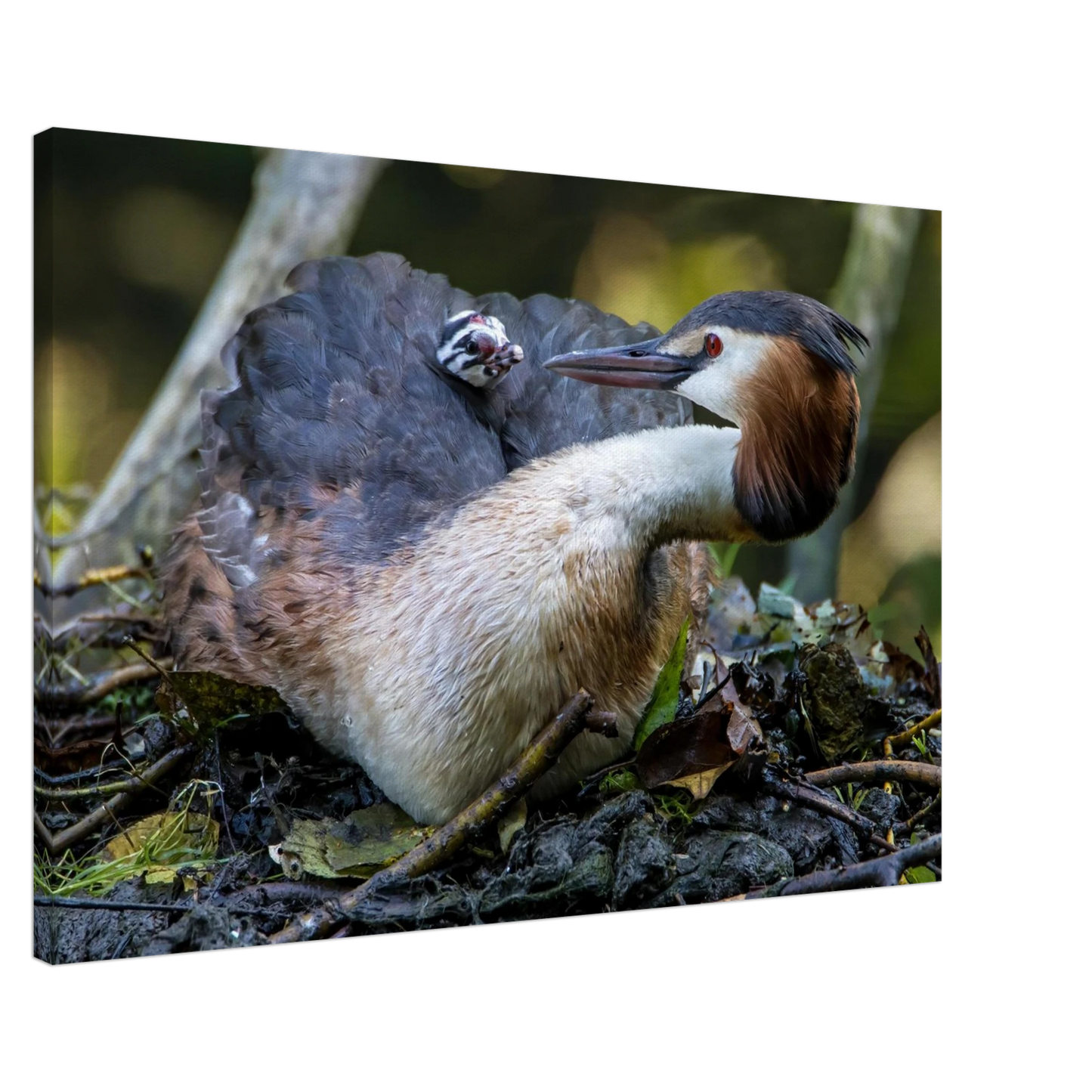 Wandbild zaertliche grosse haubentaucher familie naturgetreuer kunstdruck in ihrer wunschgroesse