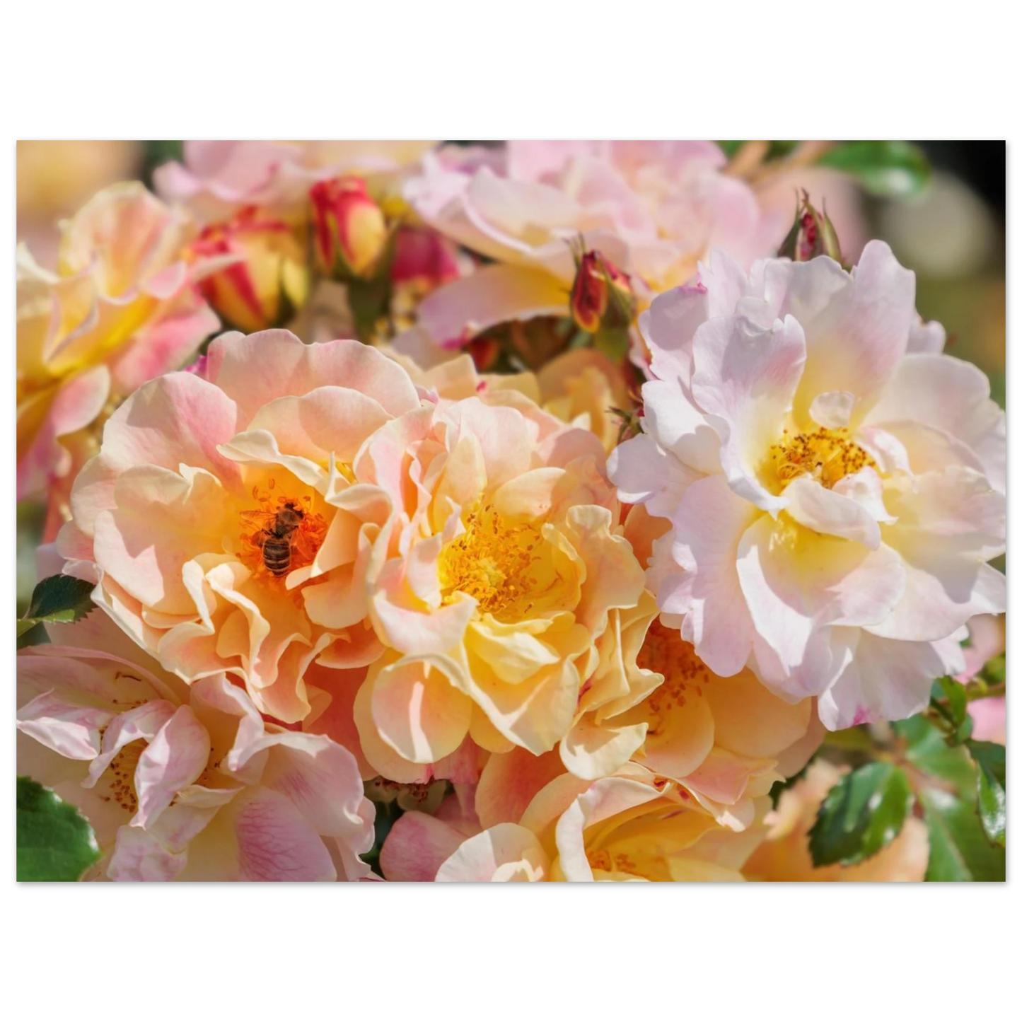 Wandbild bluehende gartenrosen eine honigbienen ode in pastell perfektion in vielen groessen verfuegbar