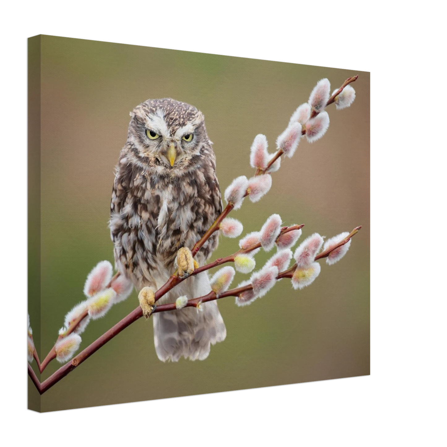 Wandbild der weise waechter ein kaeuzchen auf weidenkaetzchen im fruehlingslicht