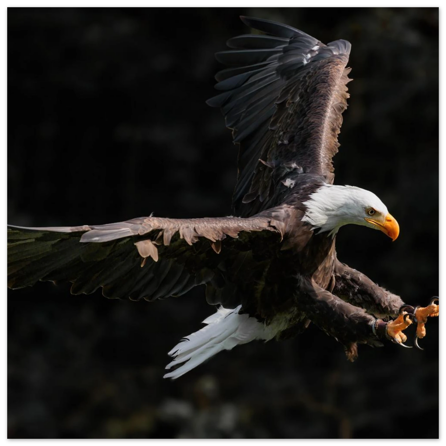 Wandbild majestaetischer weisskopfseeadler im flug freiheit staerke in ihrer wunschgroesse